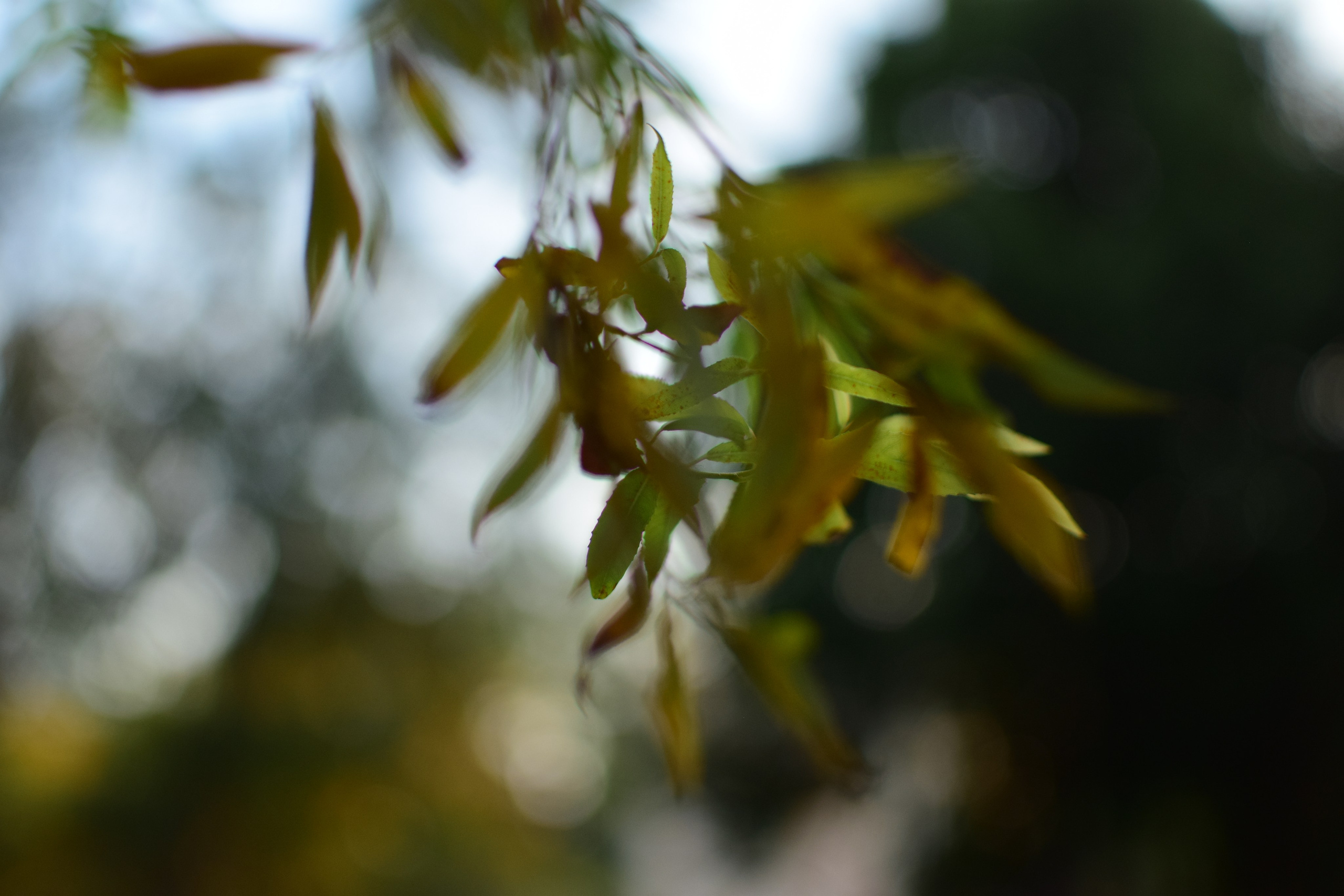 Ботаника. Фотограф • Елена Миронова