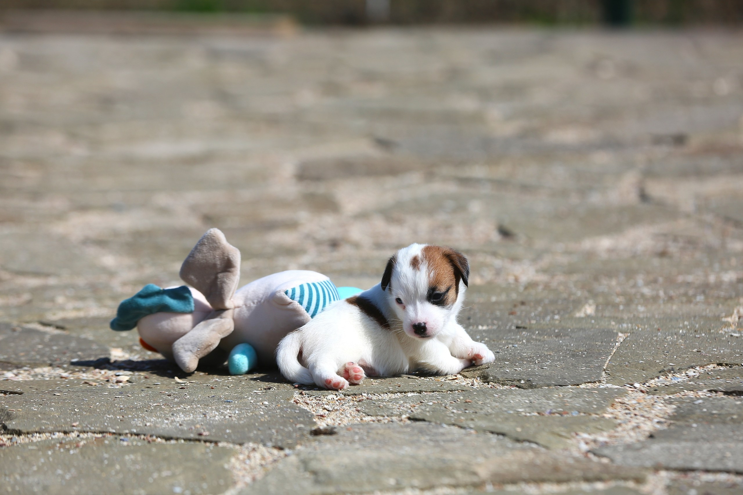 Общий альбом. Lovely-Orange питомник джек рассел терьеров