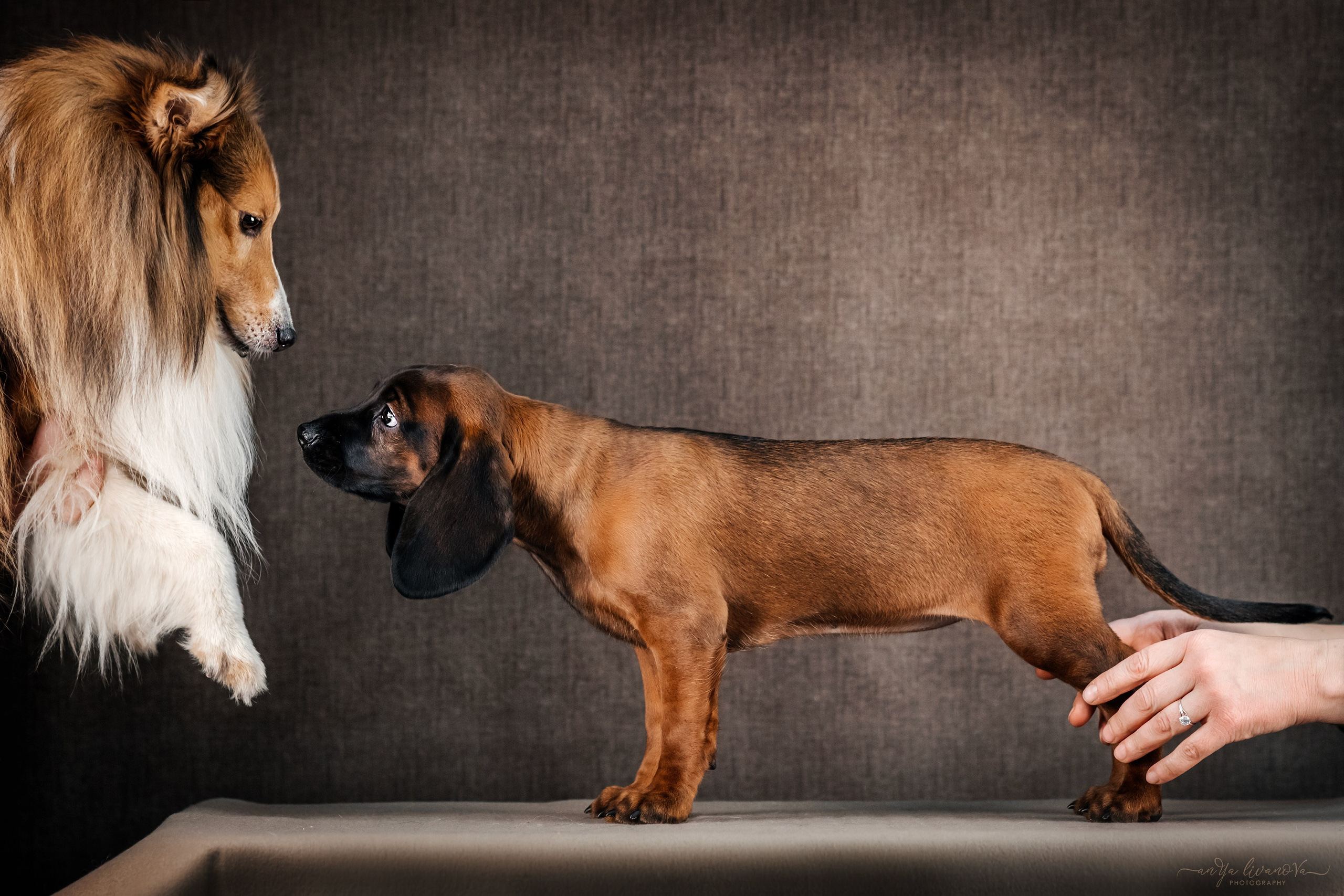 Баварские гончие. Фотограф анималист Аня Ливанова | Рыбинск