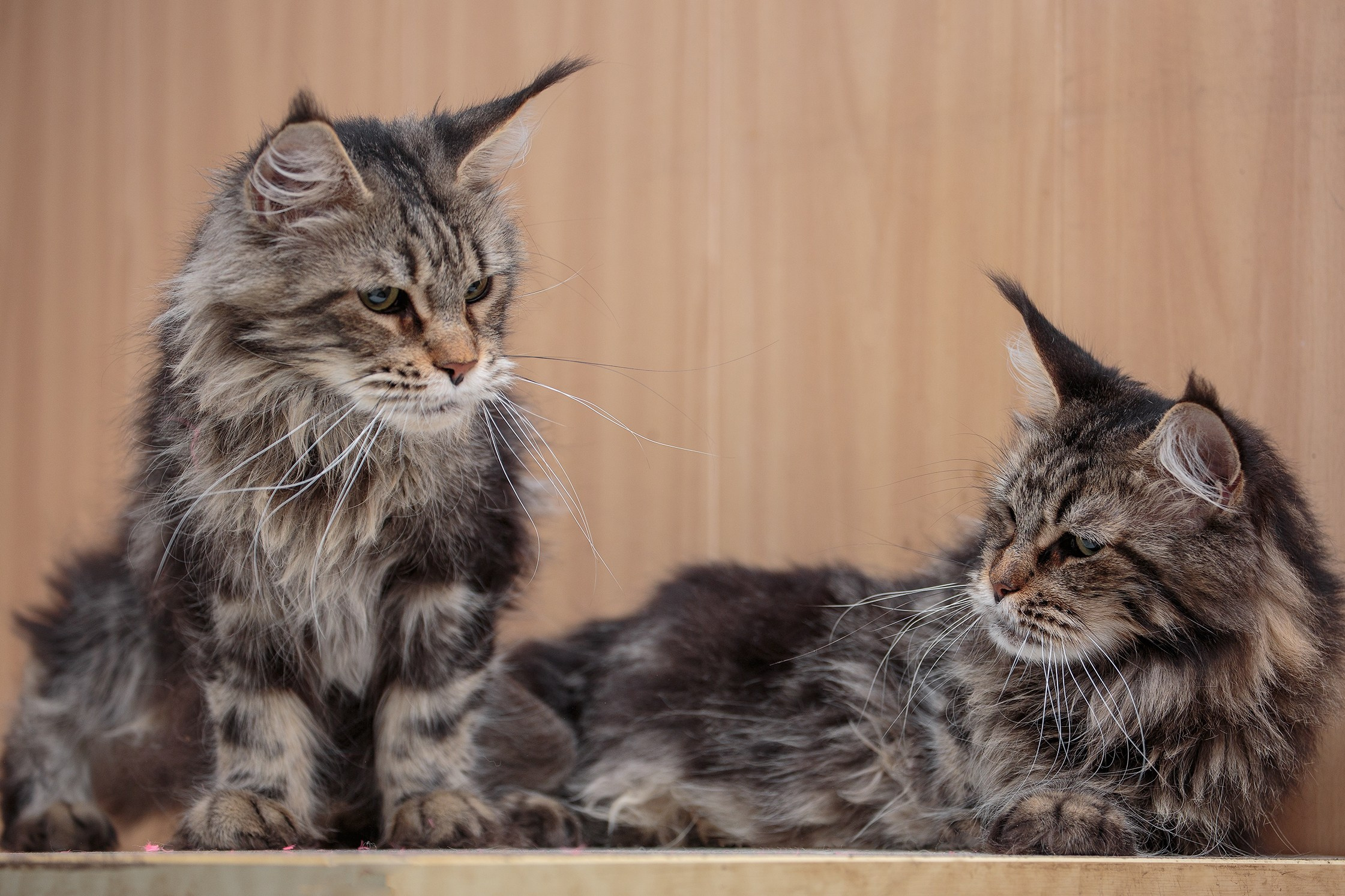 Кошки и котята в приютах. Irenephoto.ru