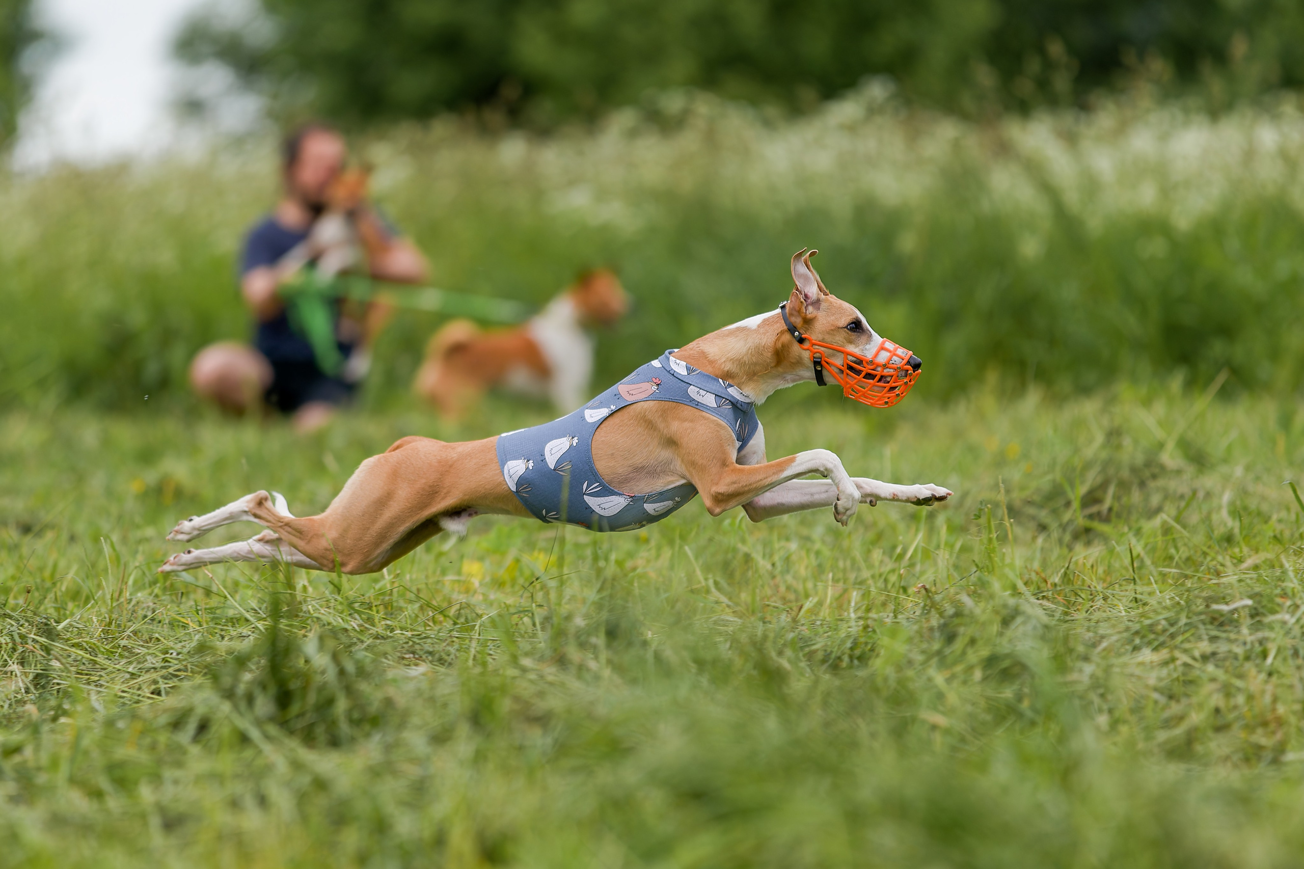 Чемпионат по курсингу июнь 2026. Irenephoto.ru