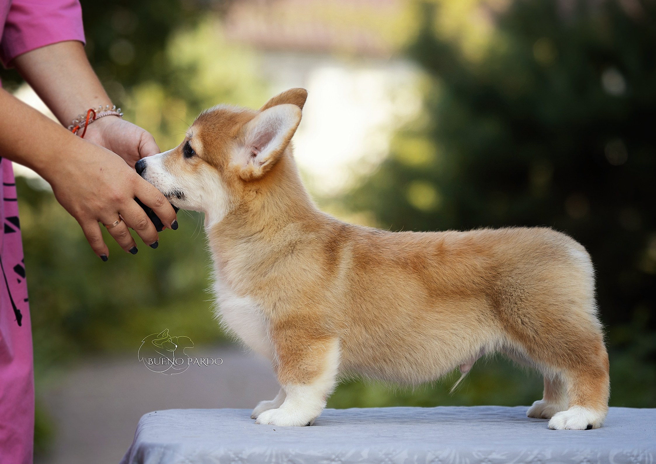 Щенки вельш корги пемброк из питомника. Питомник собак Акита, Хаски, Корги