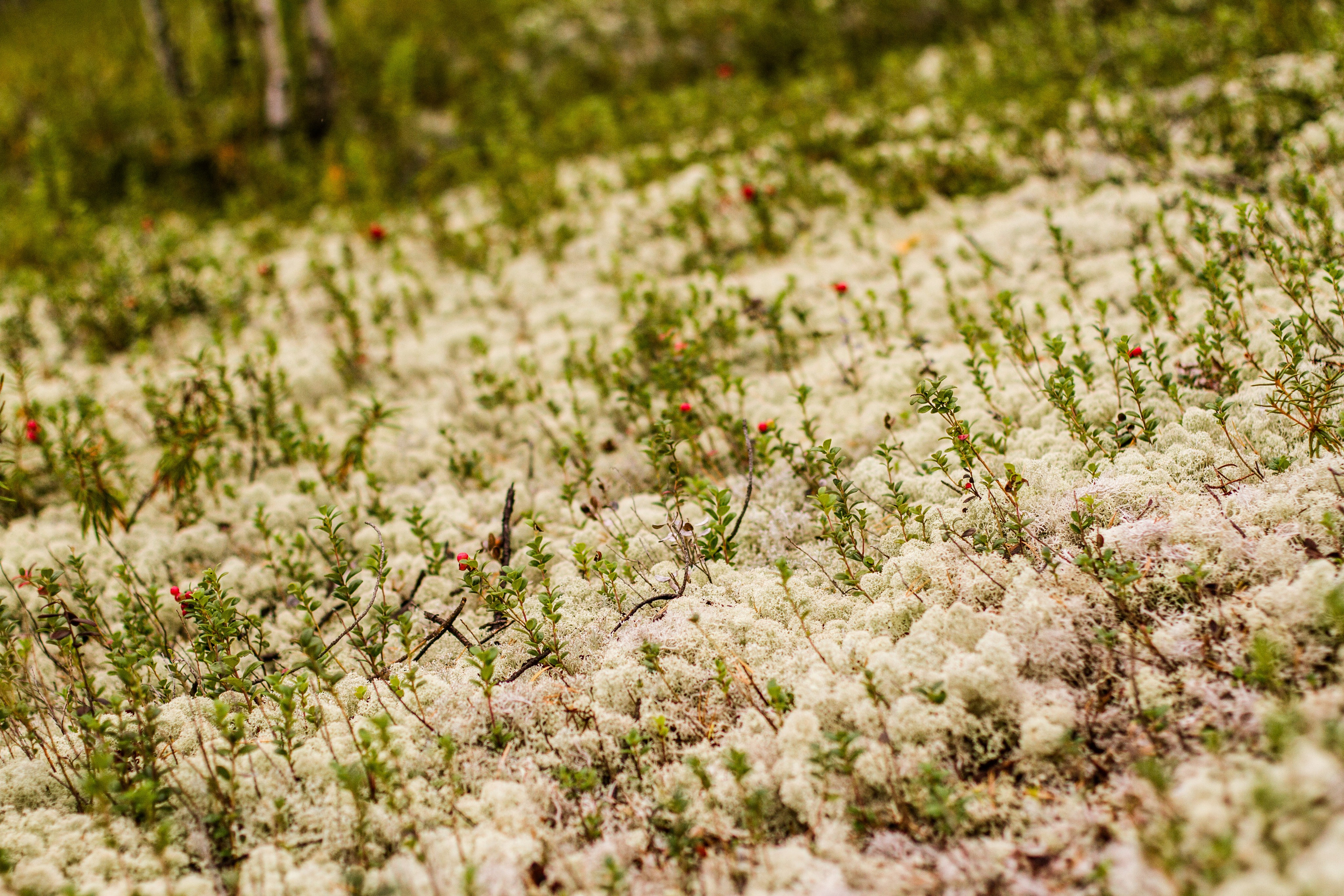 The last protector of Imlor lake. Documentary photographer, film maker and storyteller