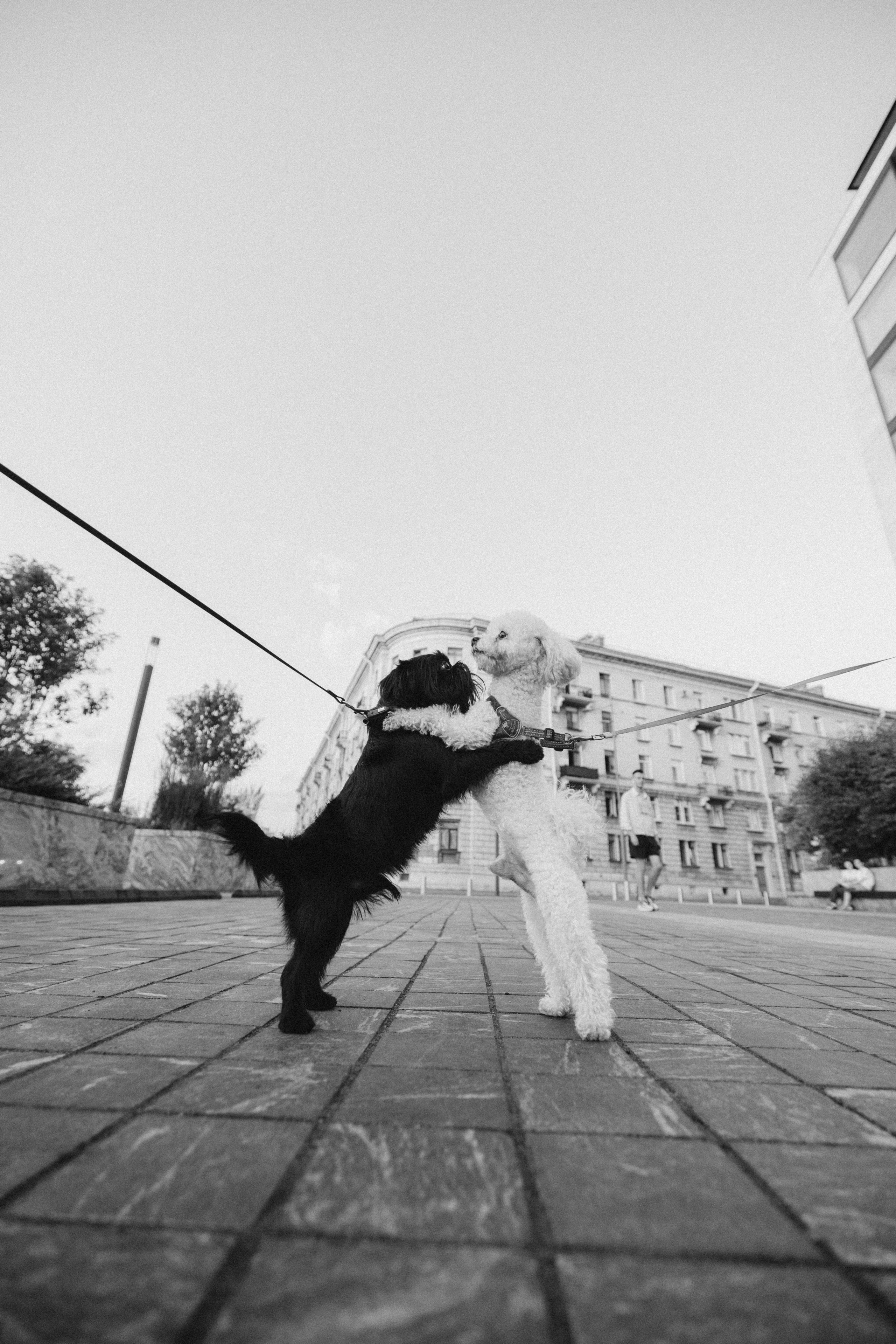 Ася и Кузя. Фотограф анималист Осипчикова Мария