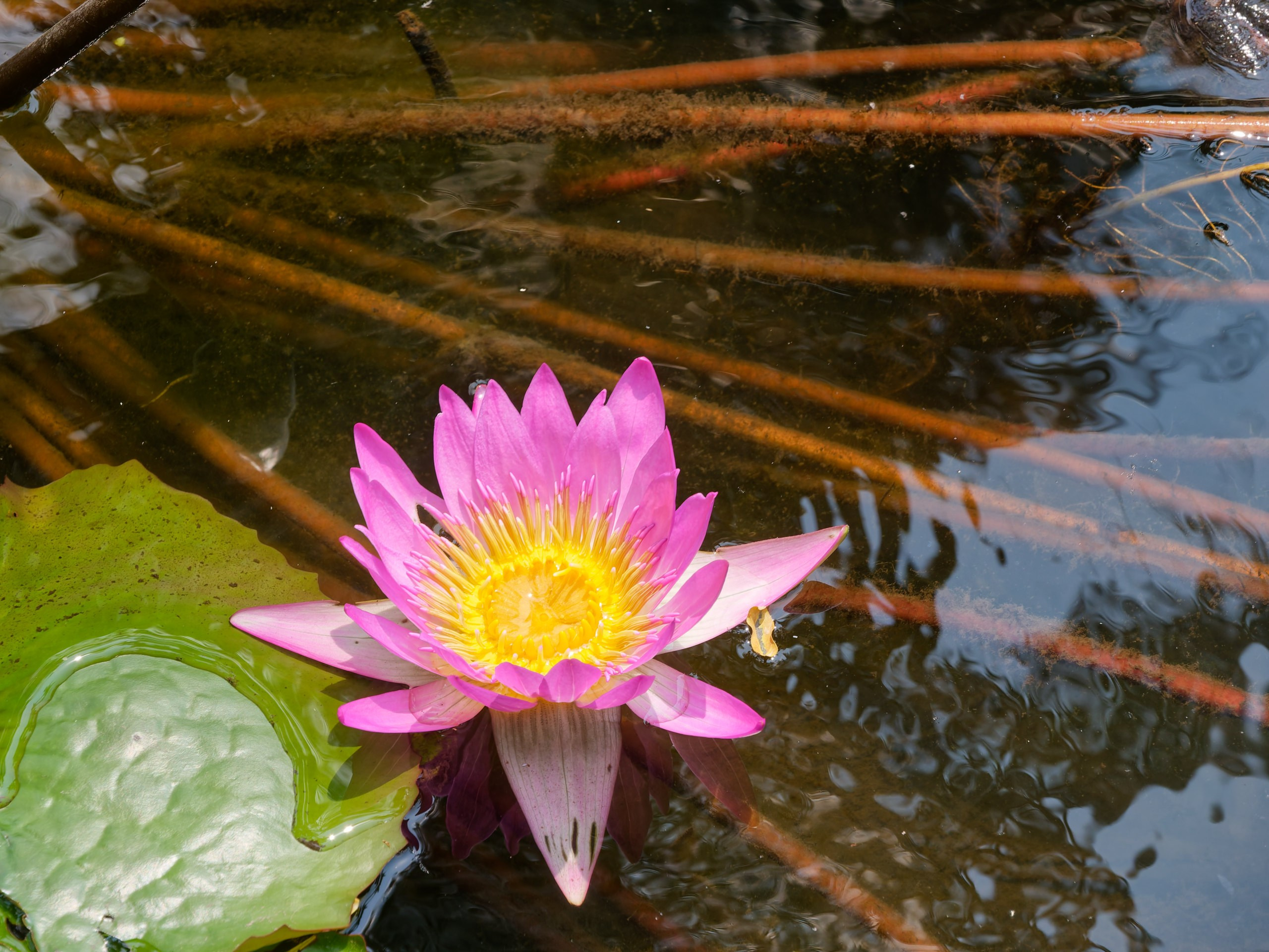 Хайнань 2026, флора, цветы и деревья. Фотопрогулки по Миру