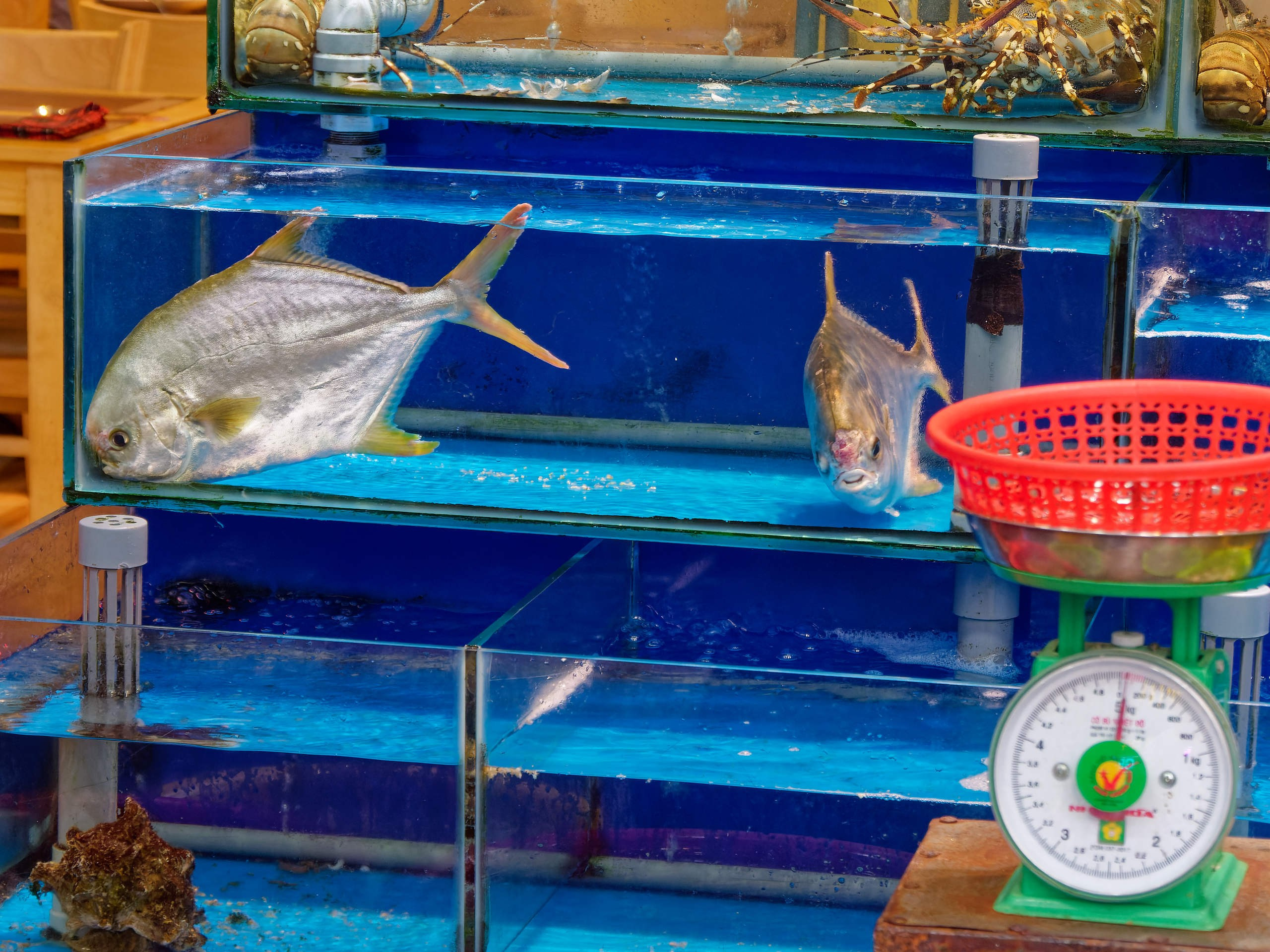 Нячанг 2025 (8). Избранные фотографии