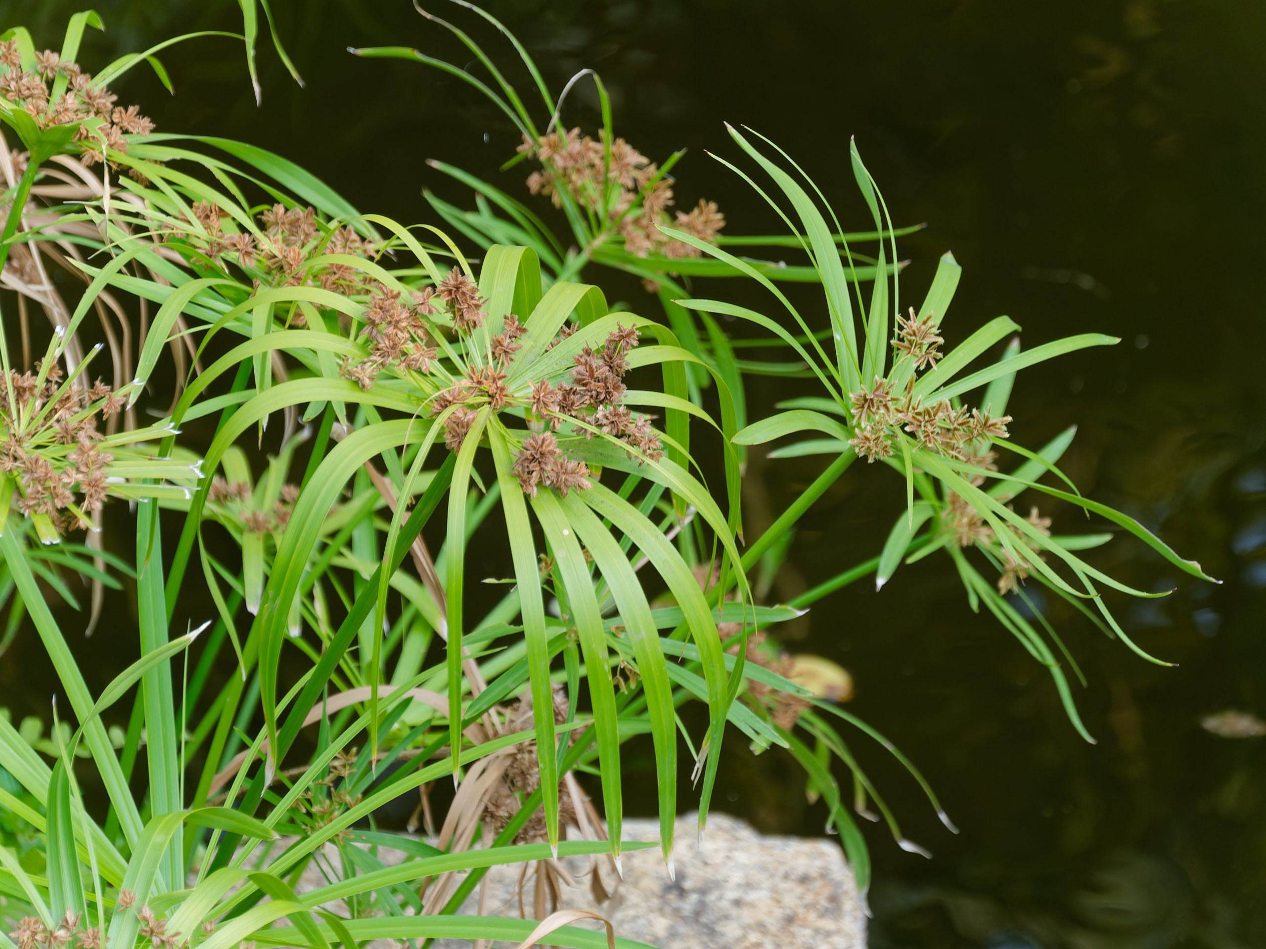 Хайнань 2026, флора, цветы и деревья. Фотопрогулки по Миру