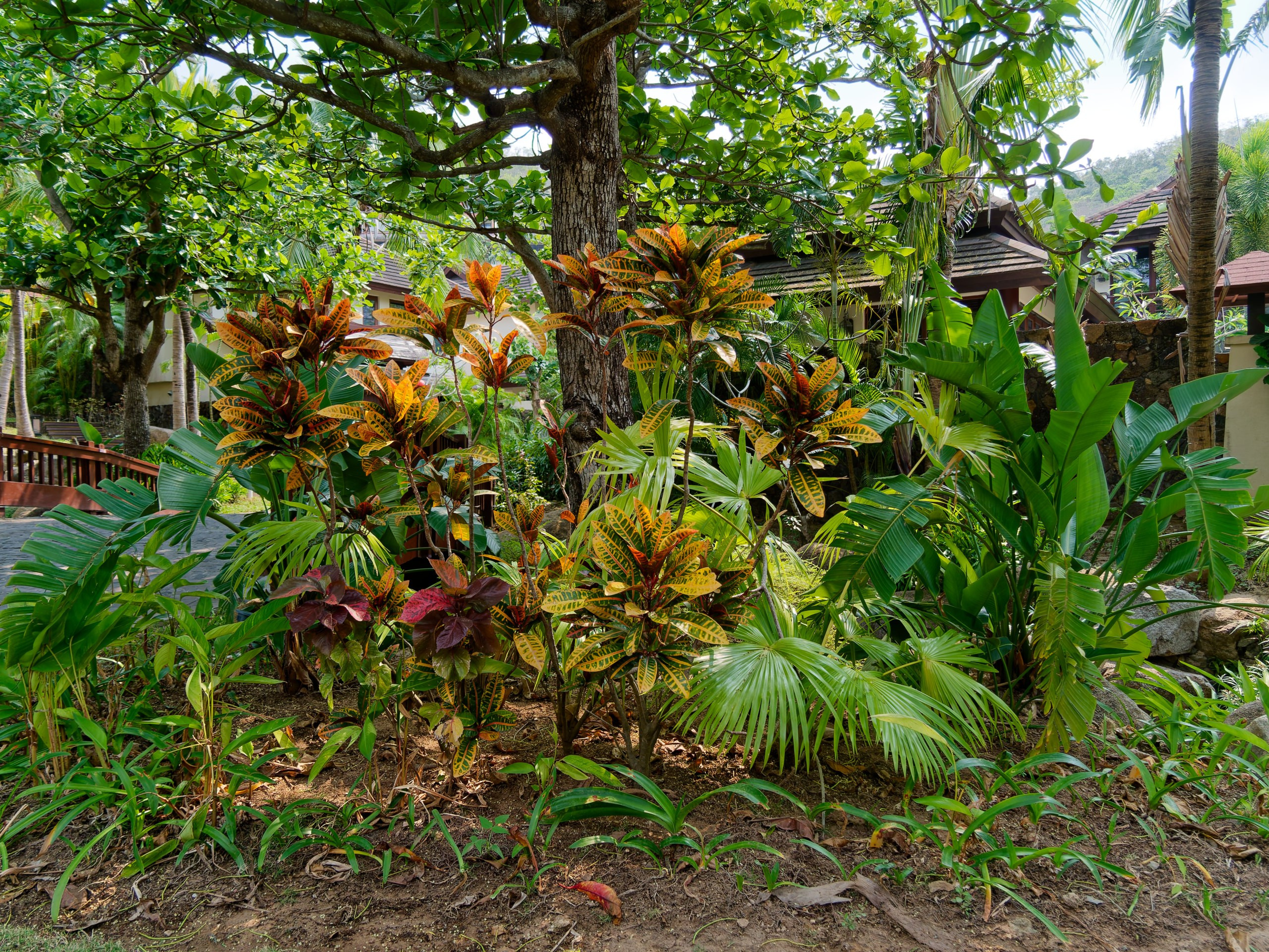 Хайнань 2026, флора, цветы и деревья. Фотопрогулки по Миру