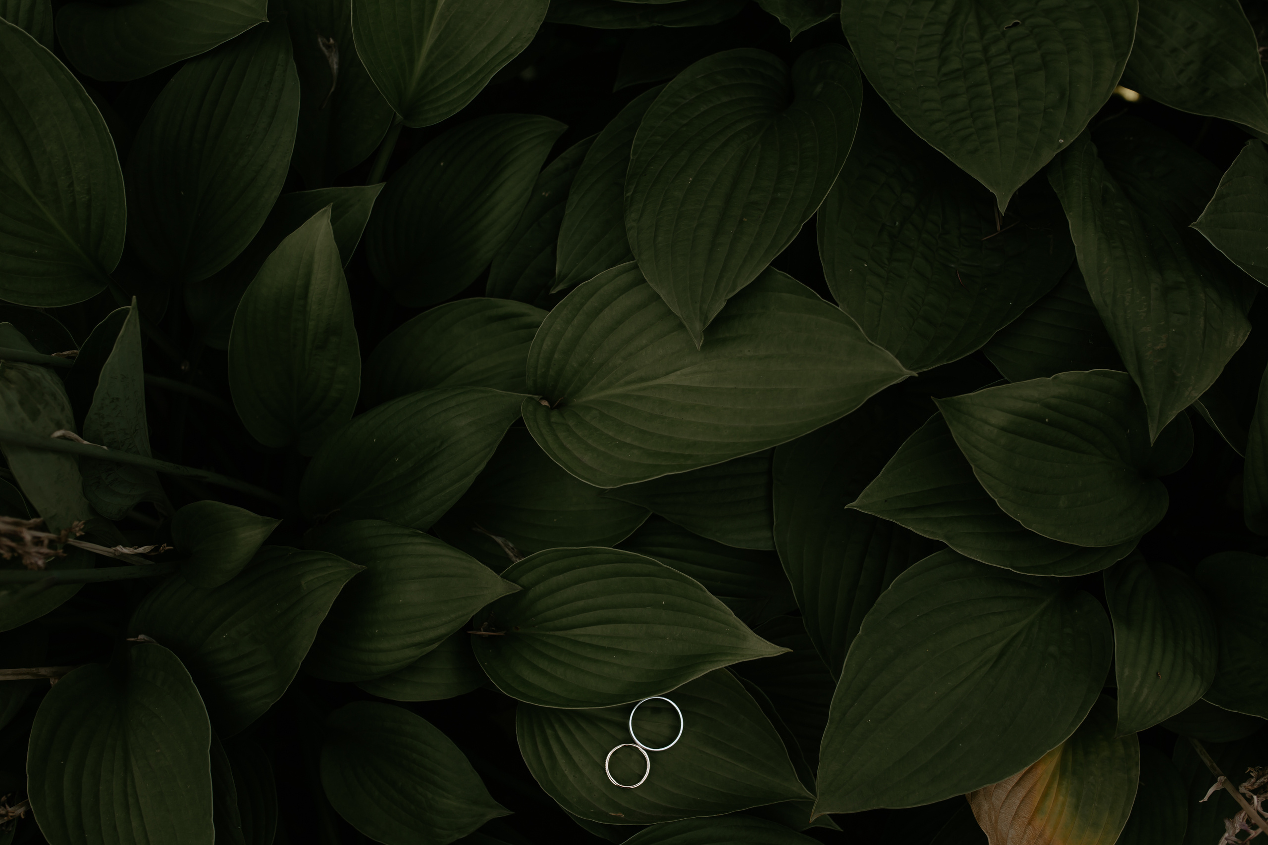 Альберт и Миранда. Wedding photographer Kiryanov Maxim. I take photos in Moscow, Kolomna,