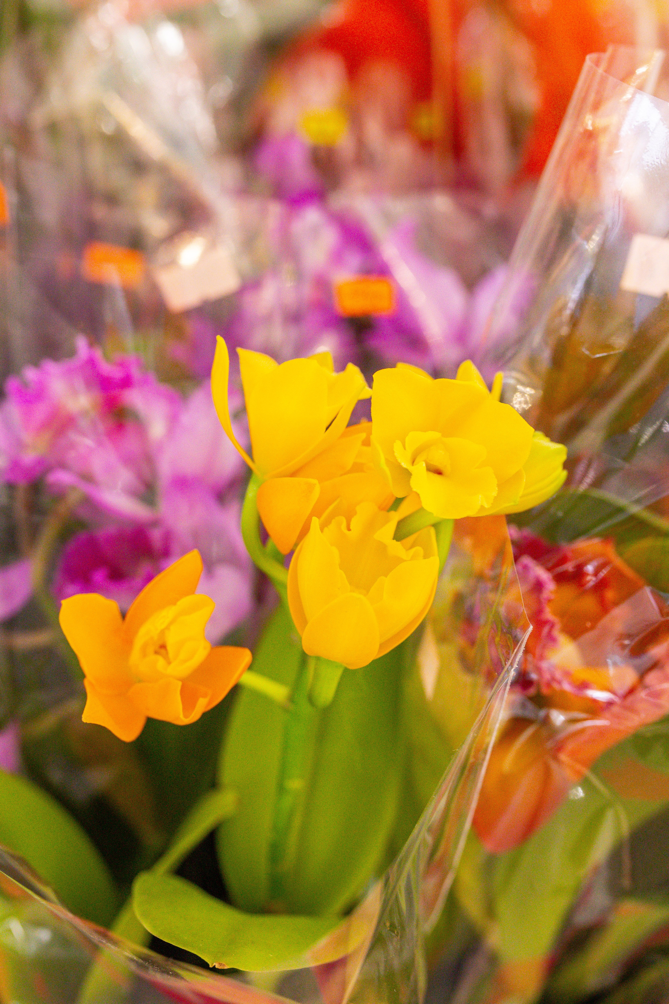 Орхидиум сентябрь 2025. Александра Куликова фотограф, Москва