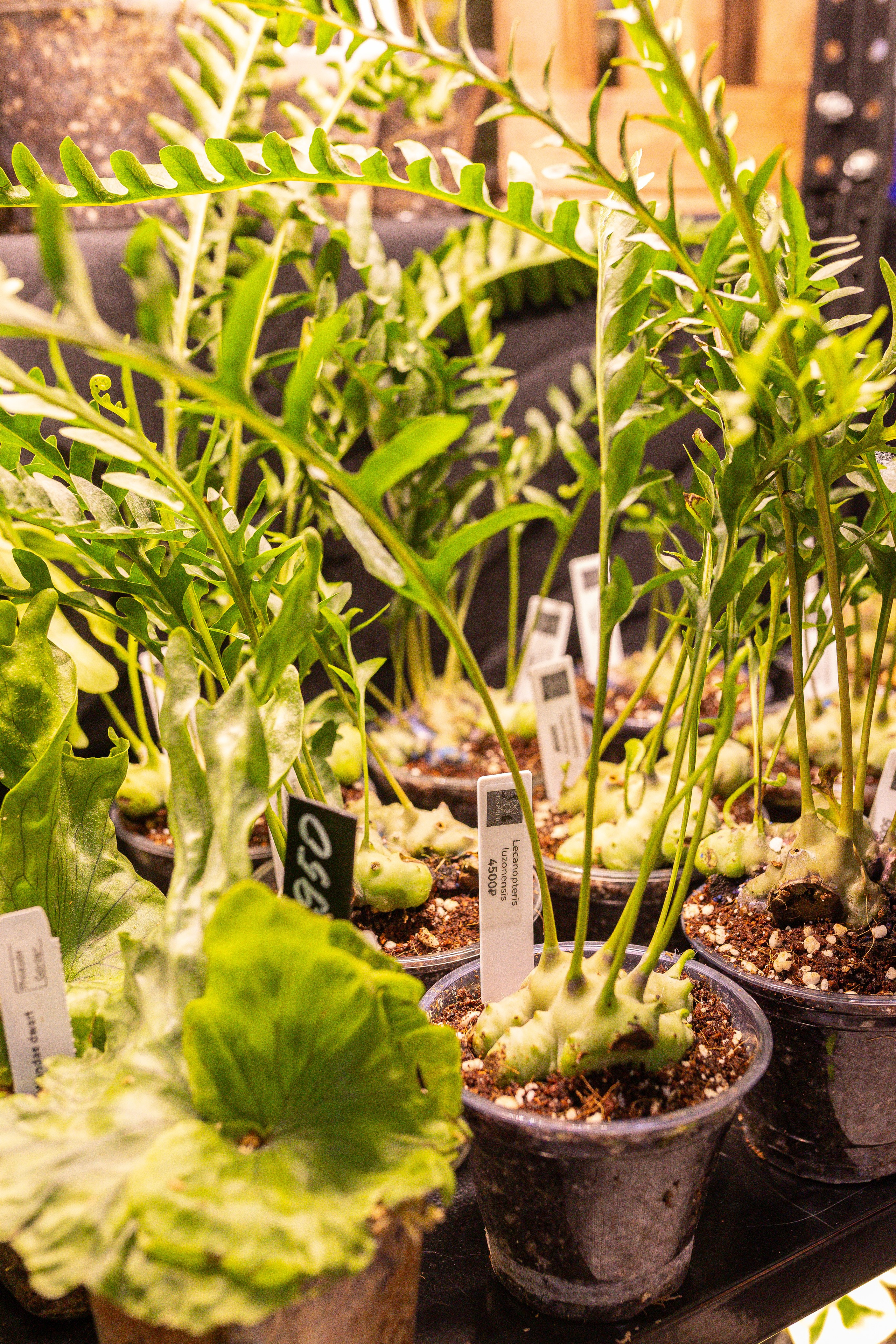 Монстериум 11–12 октября. Александра Куликова фотограф, Москва