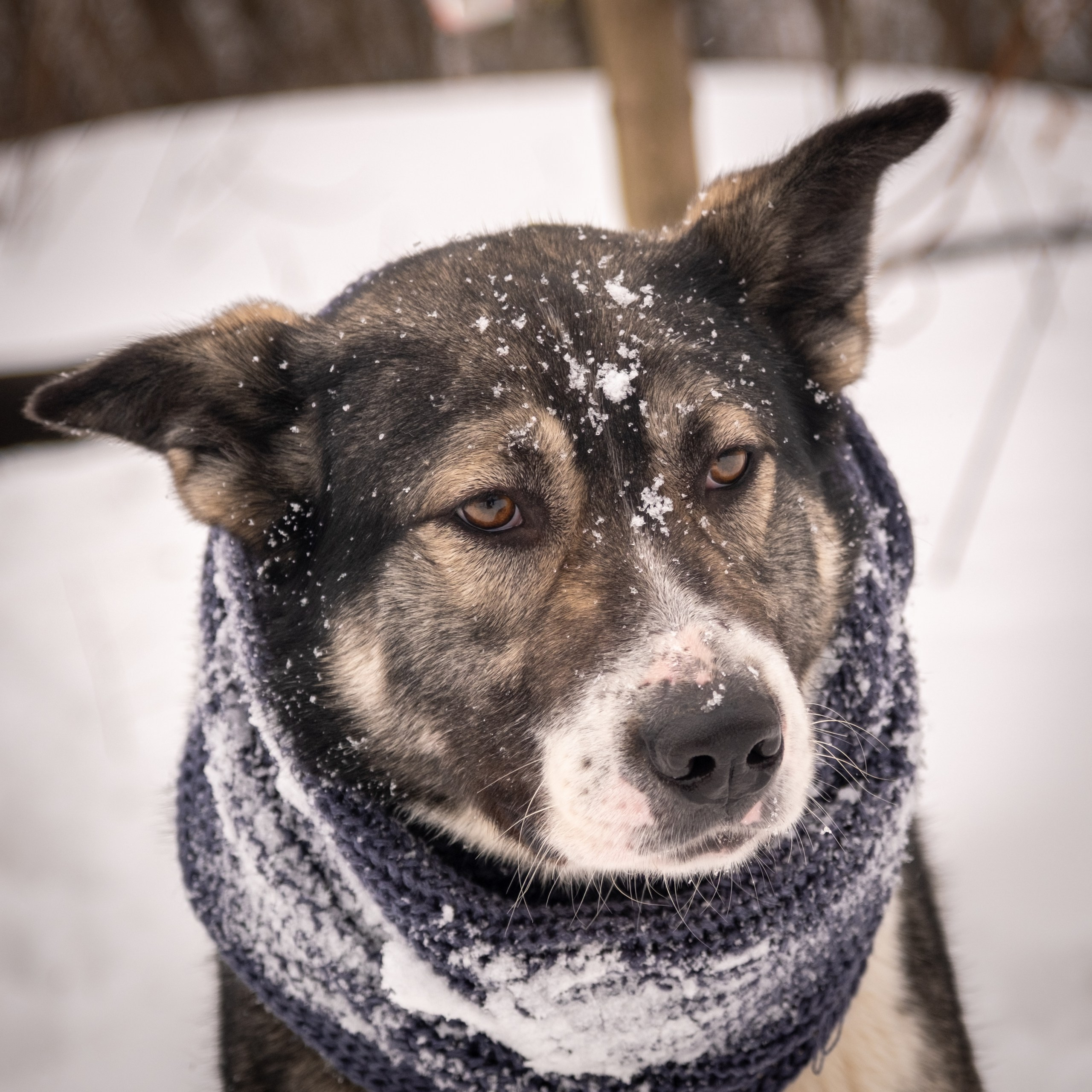 Приют Бирюлёво — для Надежды!. Зоофотограф, фотограф животных в Москве и области Дина Дамоцева