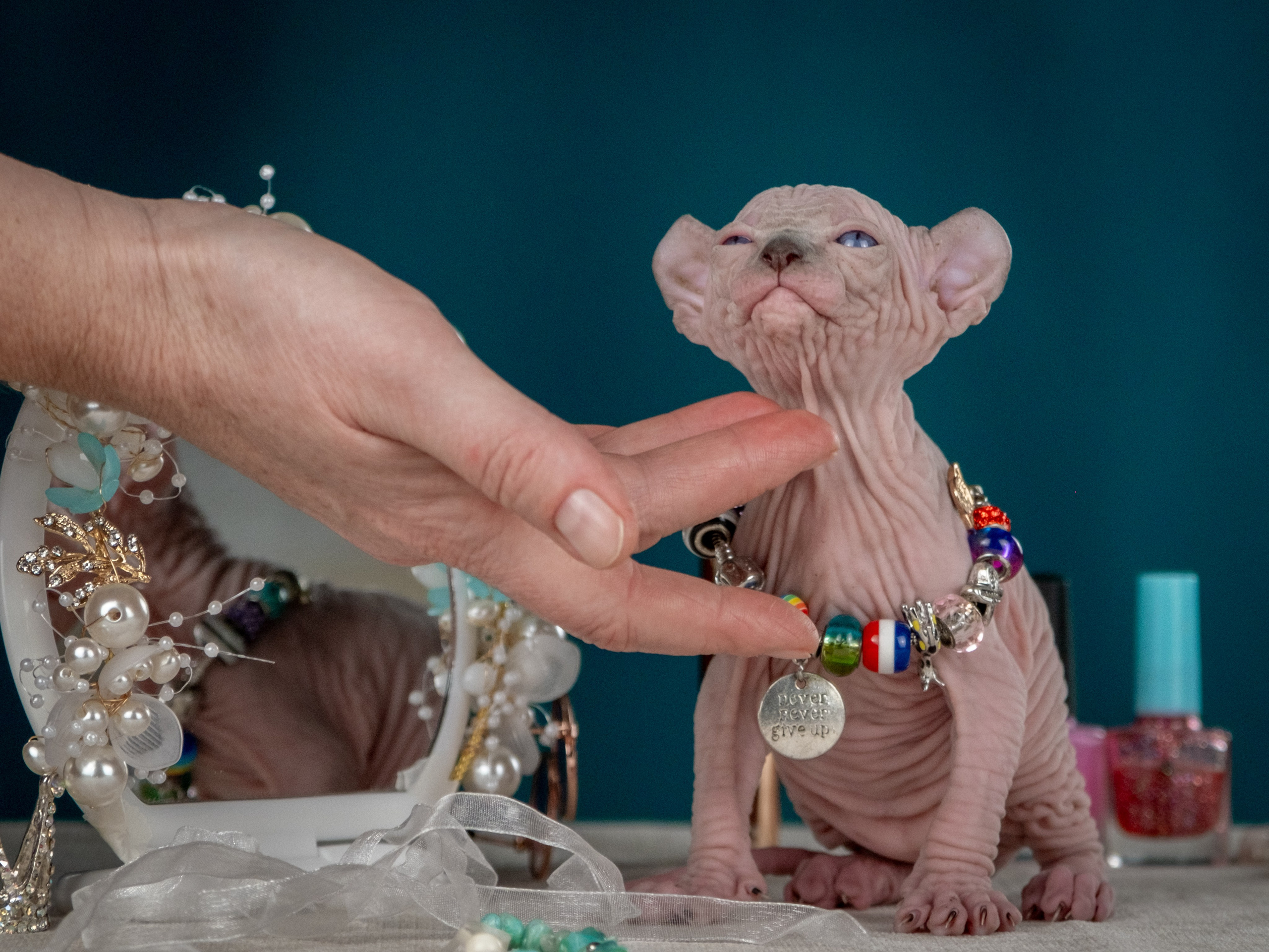 Невероятные сфинксы и эльфы для Ланы!. Зоофотограф, фотограф животных в Москве и области Дина Дамоцева