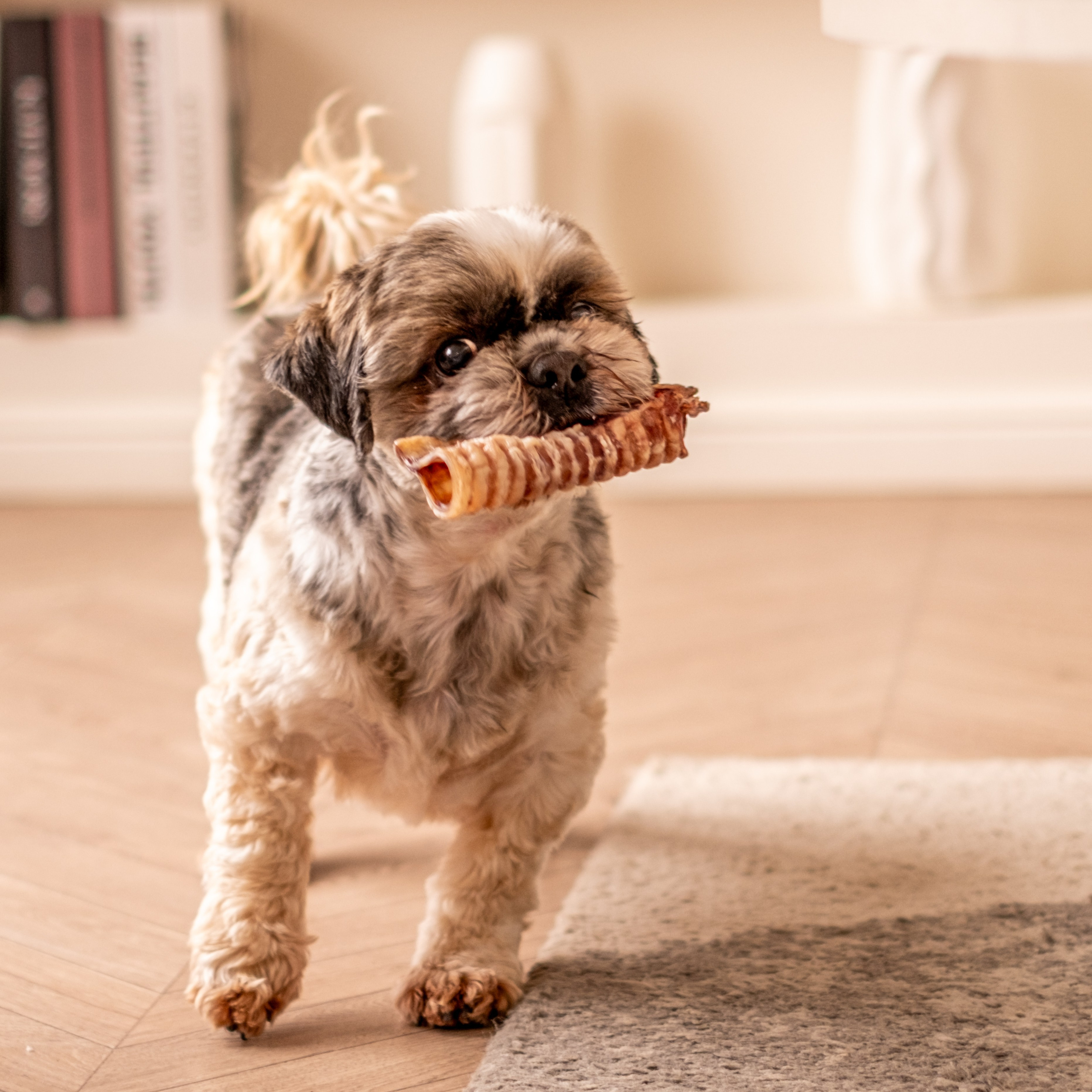 Съёмка для рекламной кампании лакомств для собак (для Григория)!. Зоофотограф, фотограф животных в Москве и области Дина Дамоцева