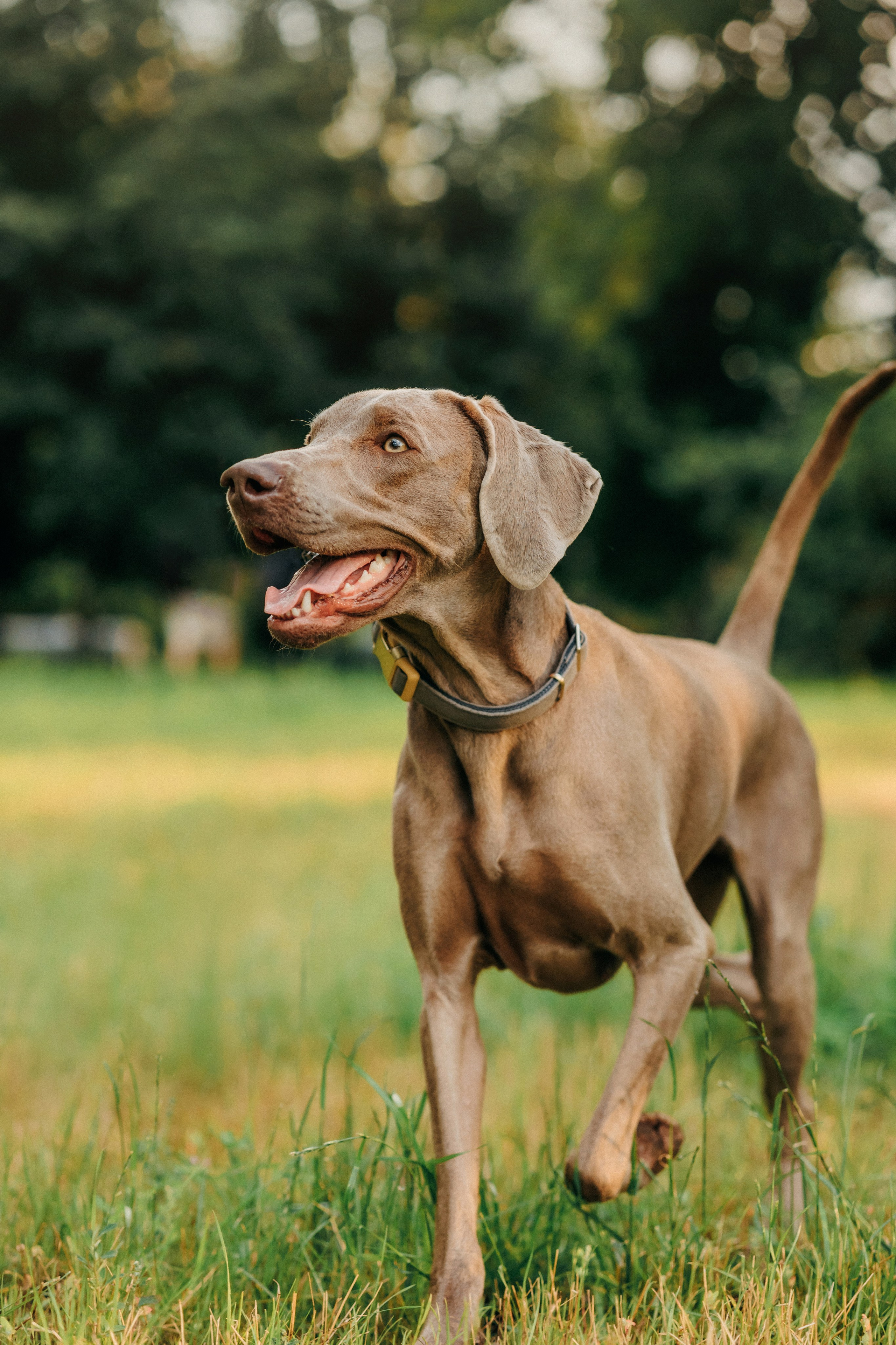 Соня и Майли. Фотограф-анималист Елена Радченко, Москва