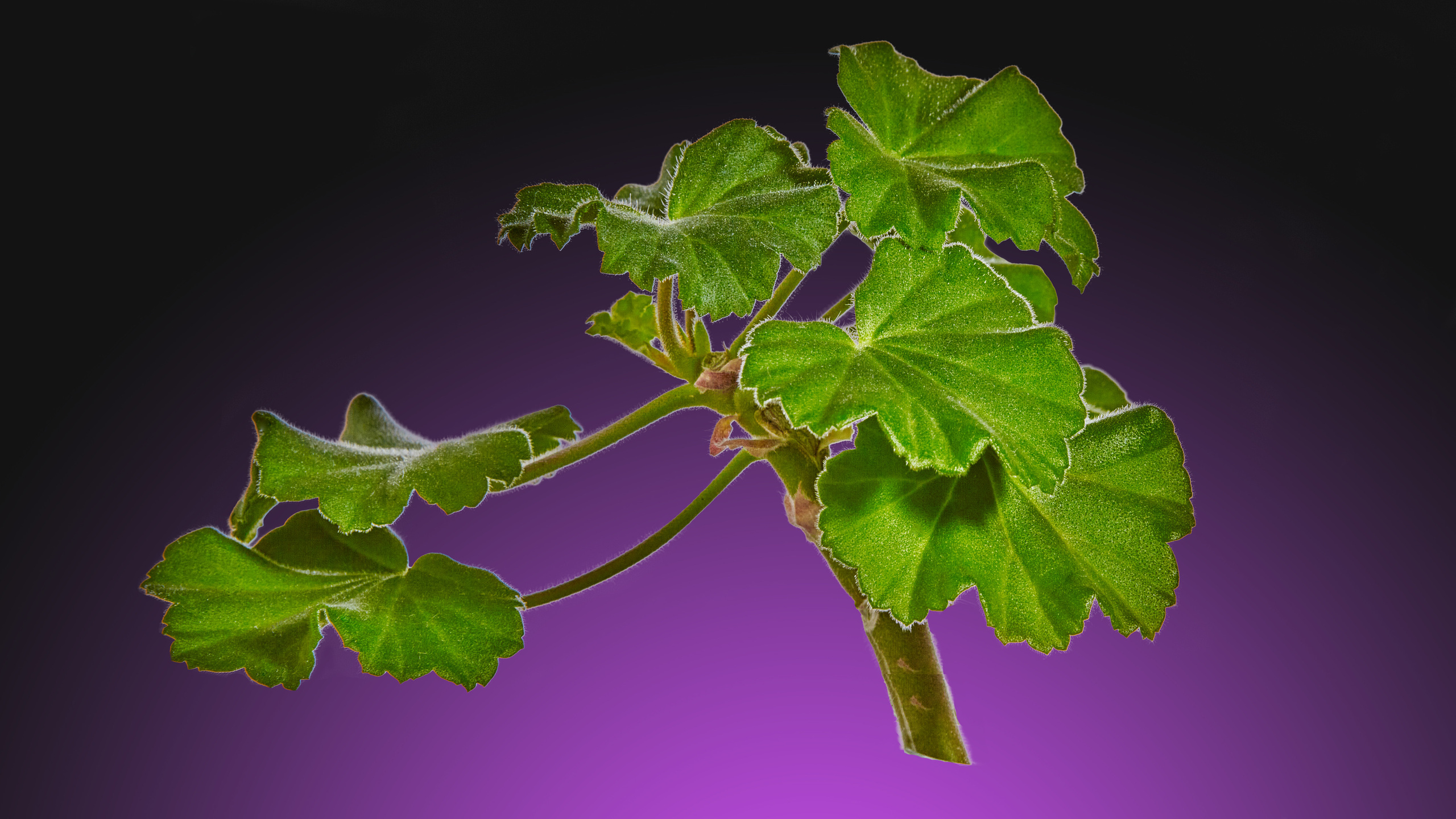 Предметная съемка. Пейзажный и семейный фотограф в Санкт-Петербурге Александр Белов