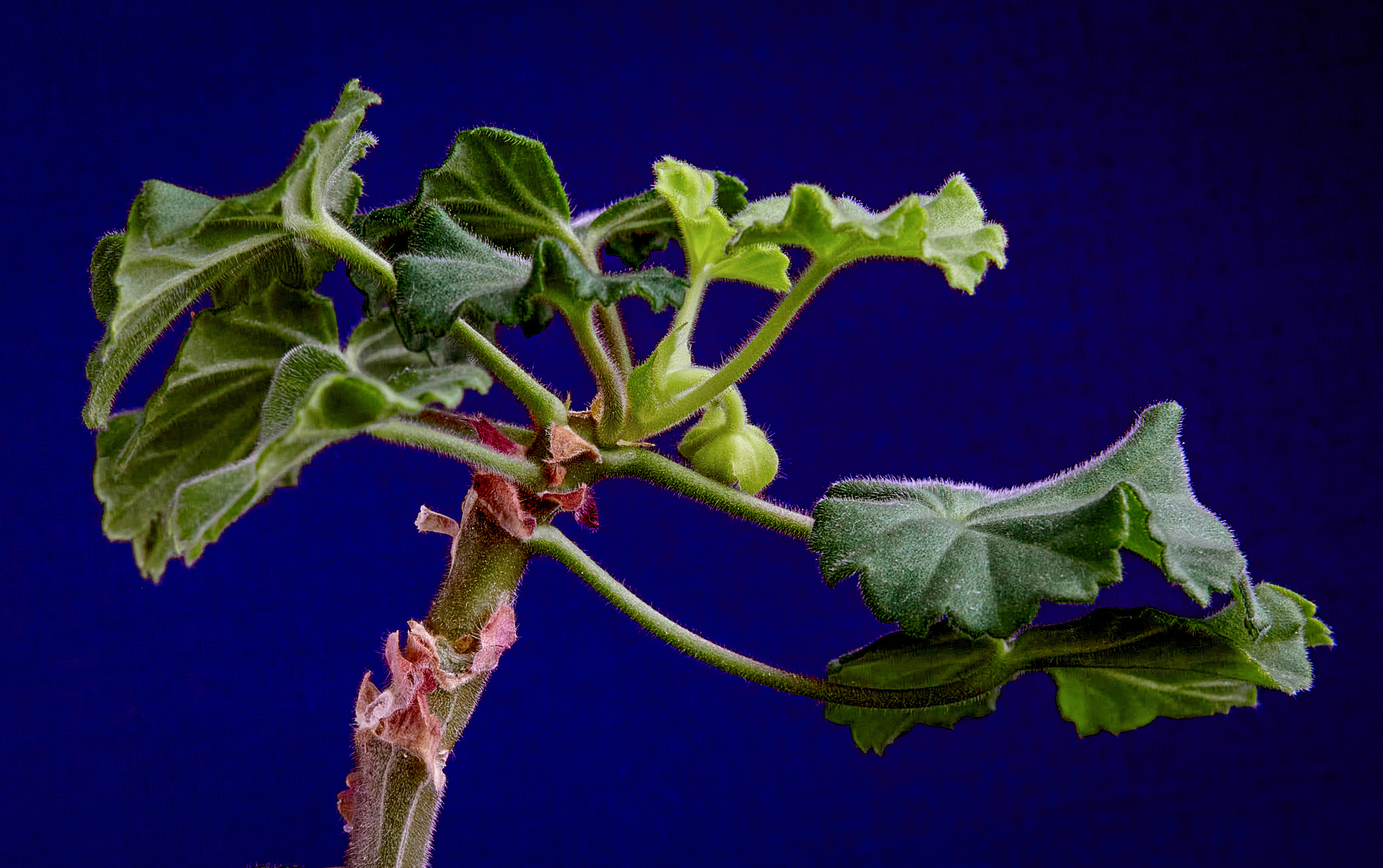Предметная съемка. Пейзажный и семейный фотограф в Санкт-Петербурге Александр Белов