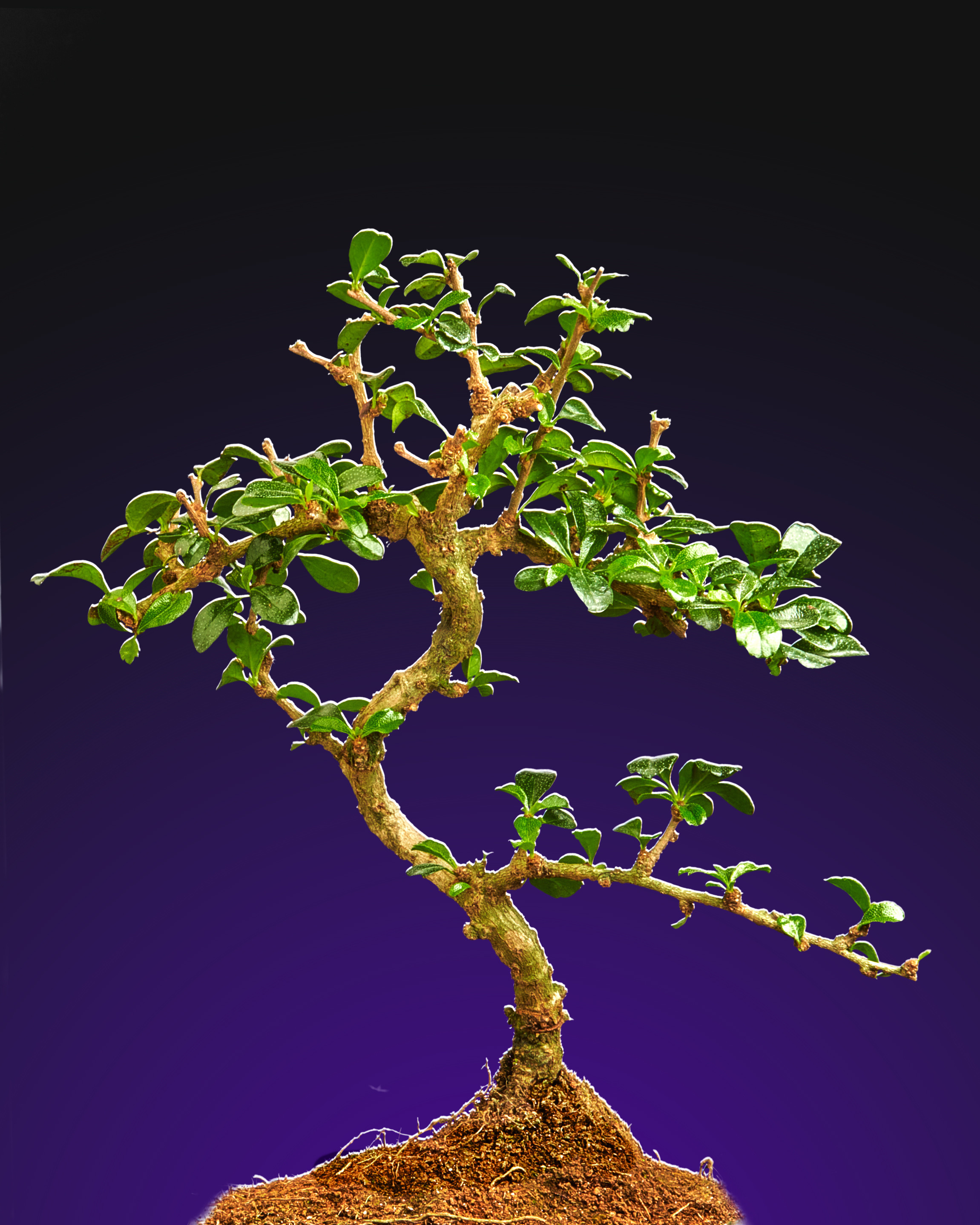 Предметная съемка. Пейзажный и семейный фотограф в Санкт-Петербурге Александр Белов