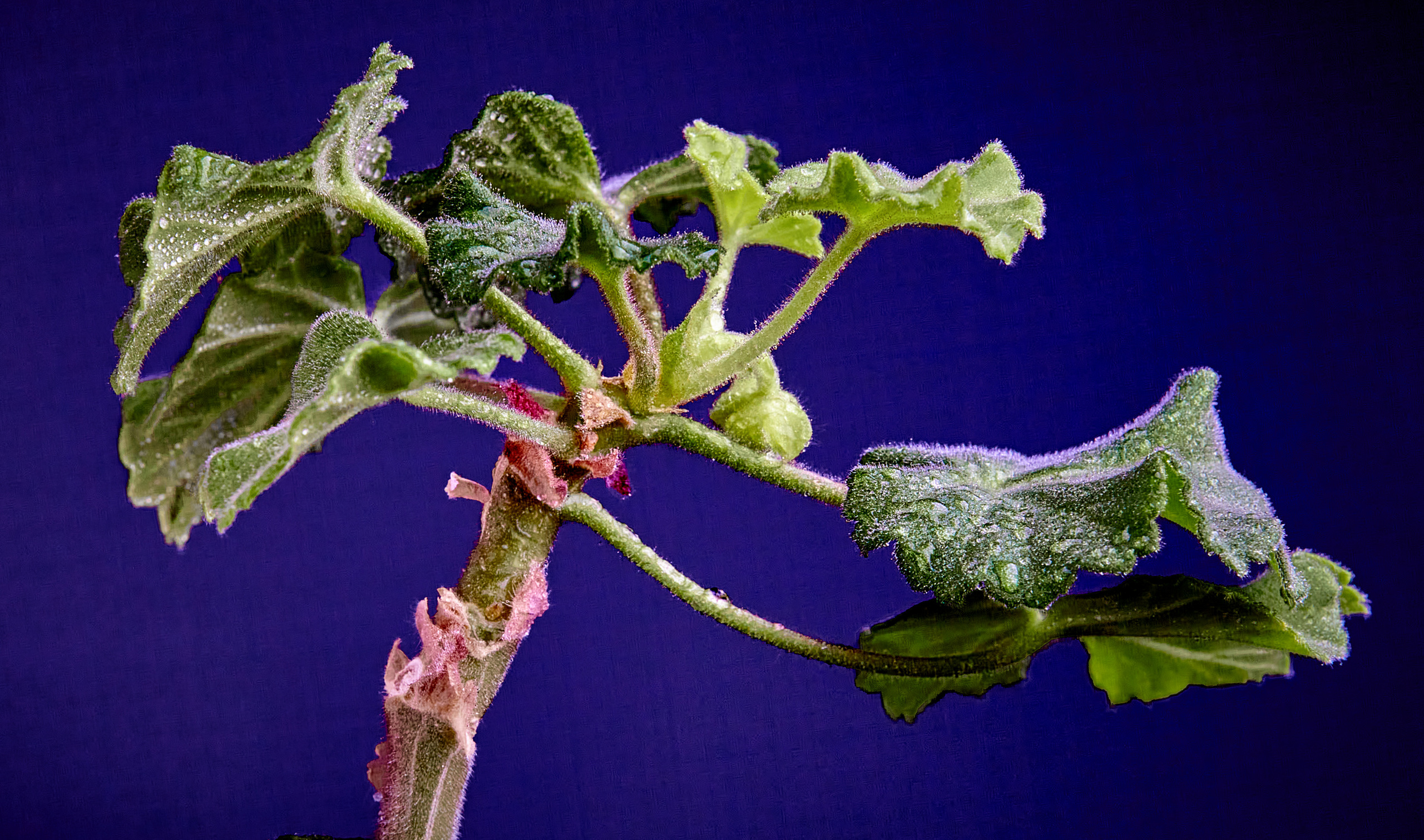 Предметная съемка. Пейзажный и семейный фотограф в Санкт-Петербурге Александр Белов