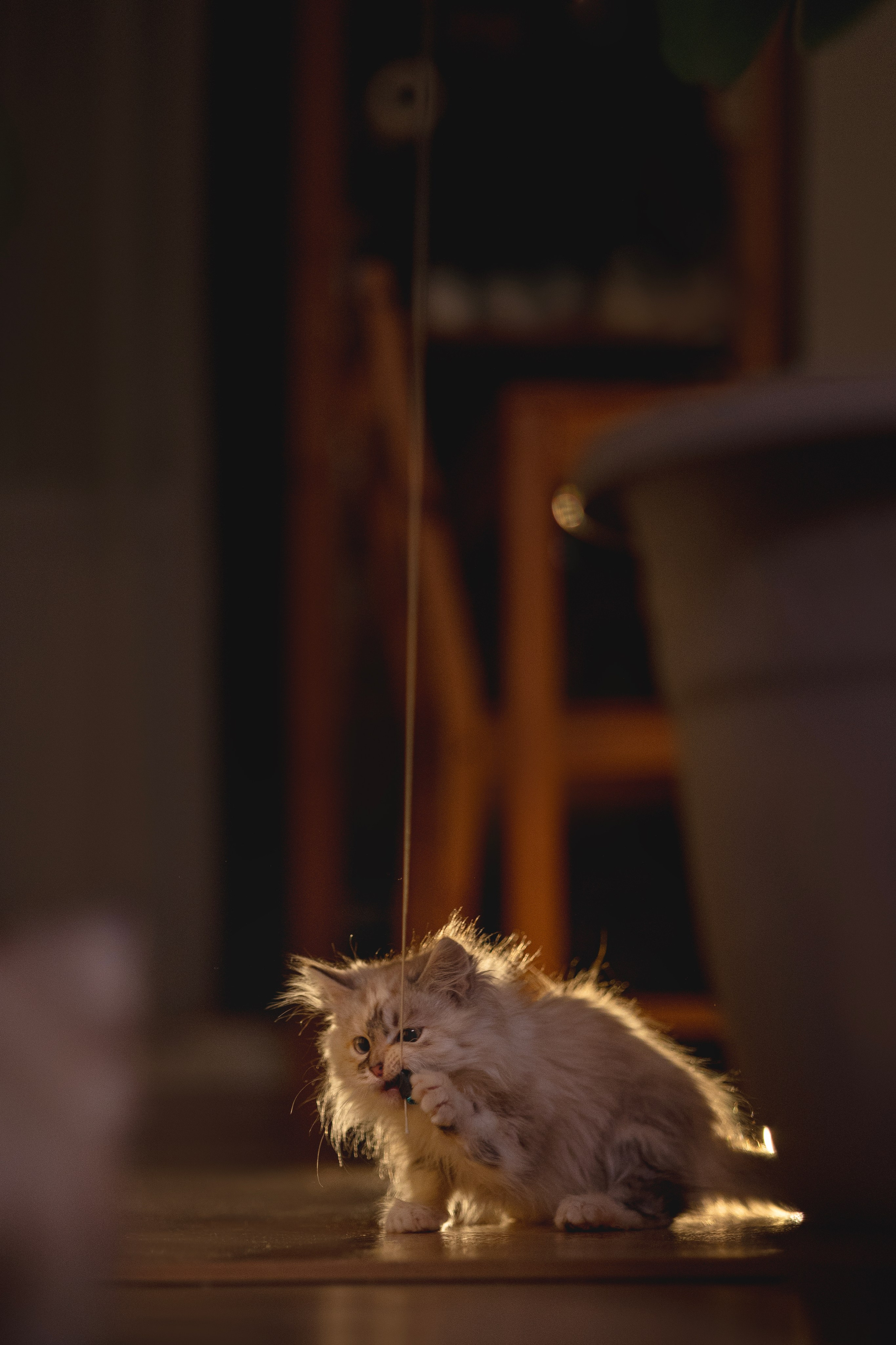 Кошки. Фотограф анималист в Москве Майорова Евгения