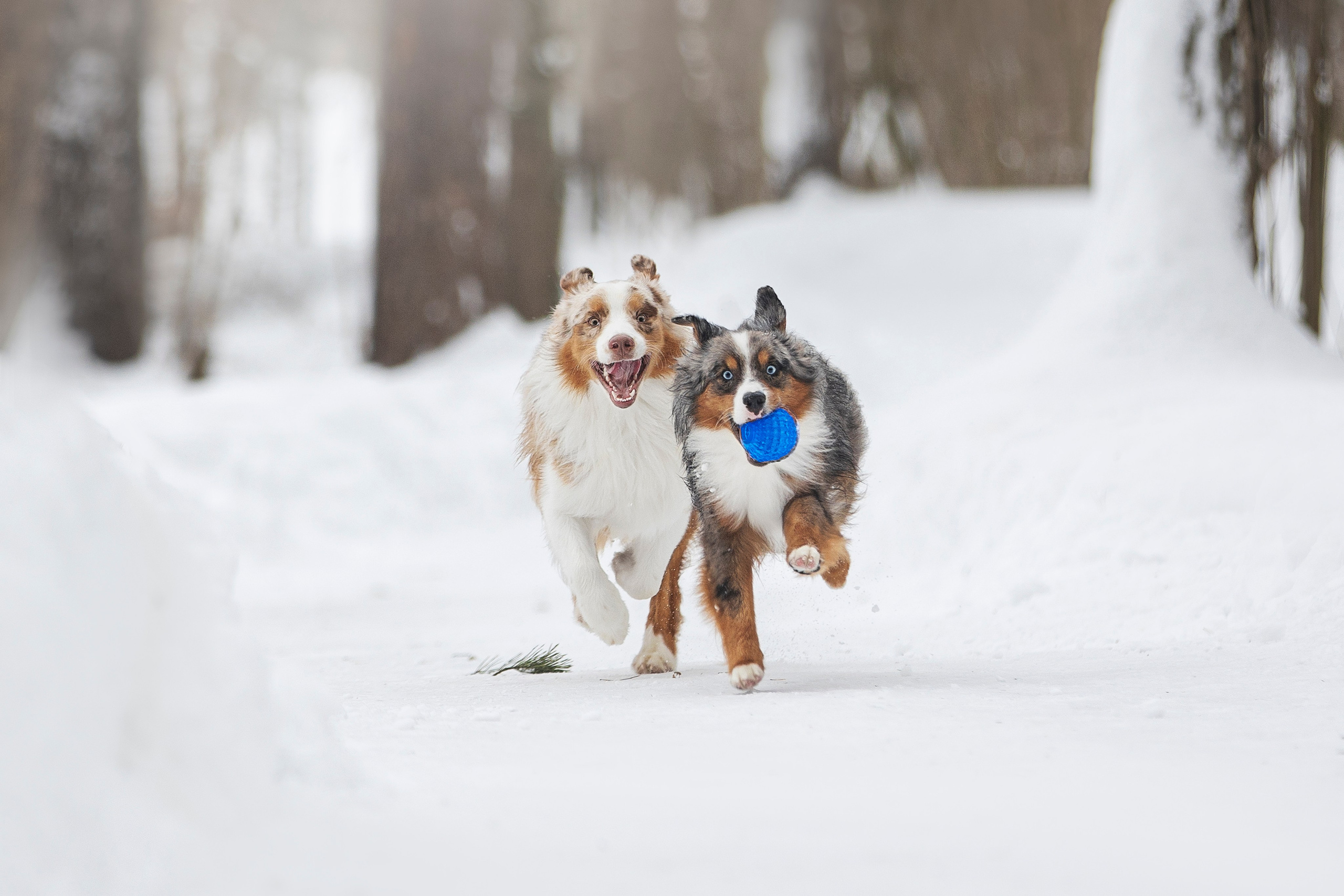 Дария, Макс, Сезам и Чили. Фотограф анималист в Москве Майорова Евгения