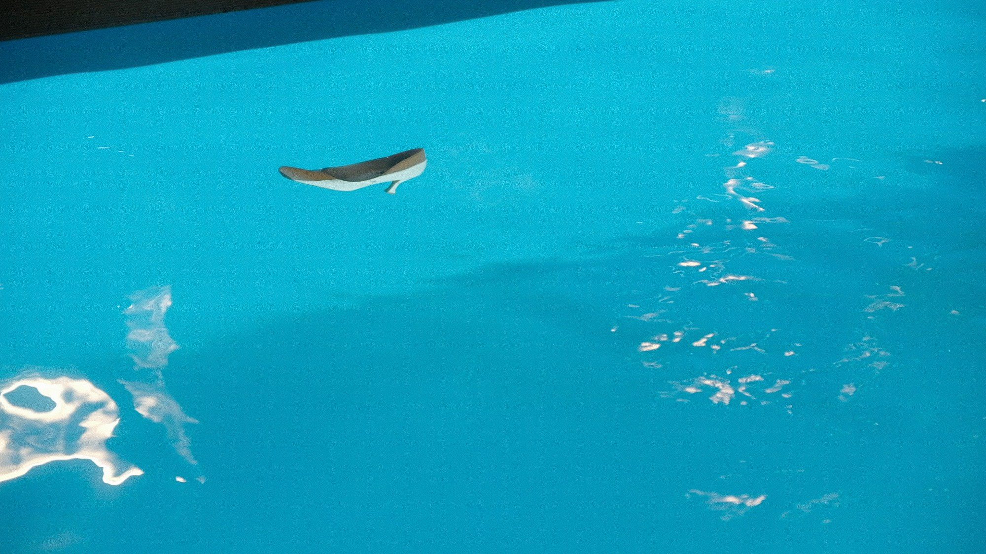 Владимир / Елена. Свадебный Видеограф Фотограф в Сочи