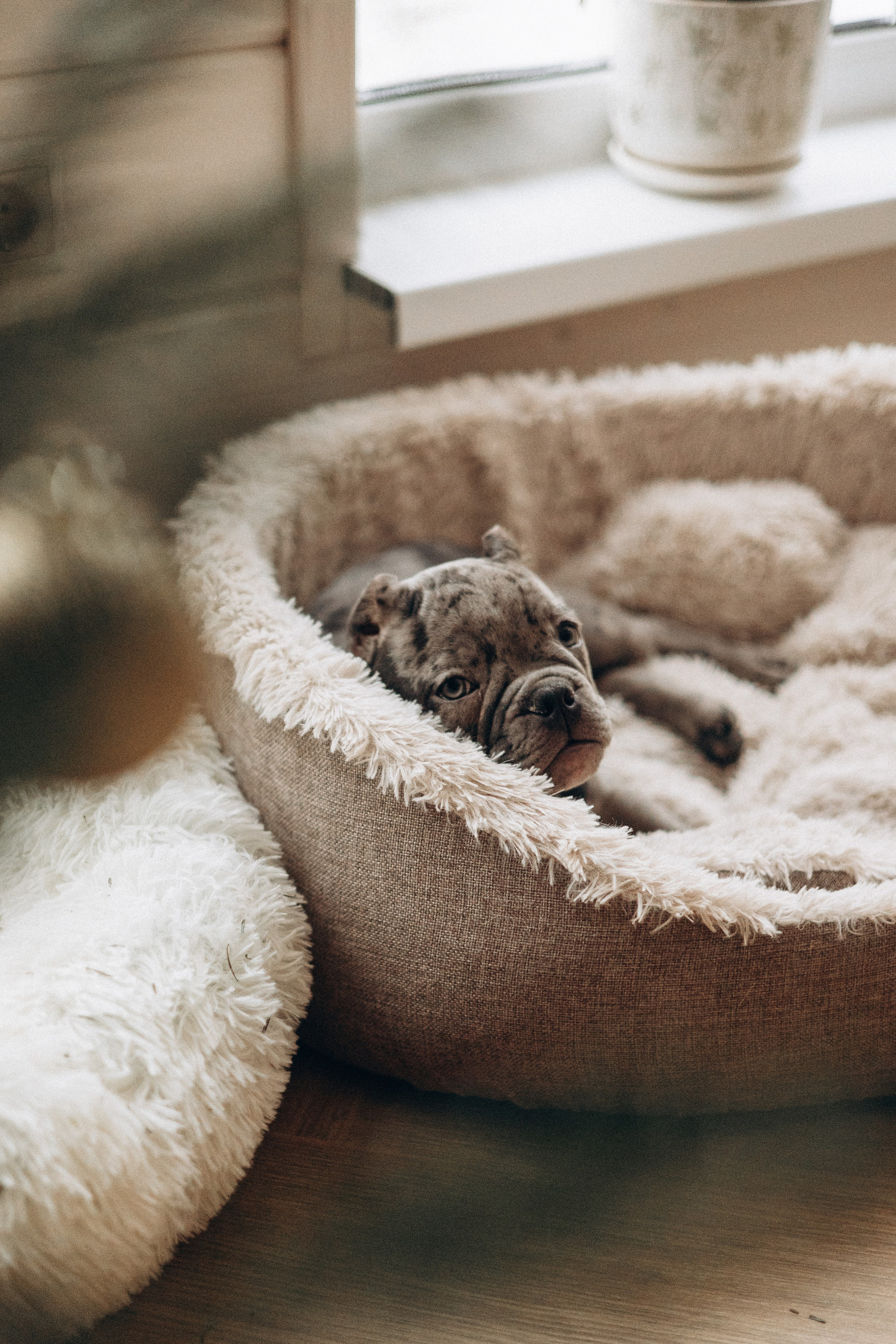 Семейная для Ксюши. Фотограф — Анималист | Санкт-Петербург