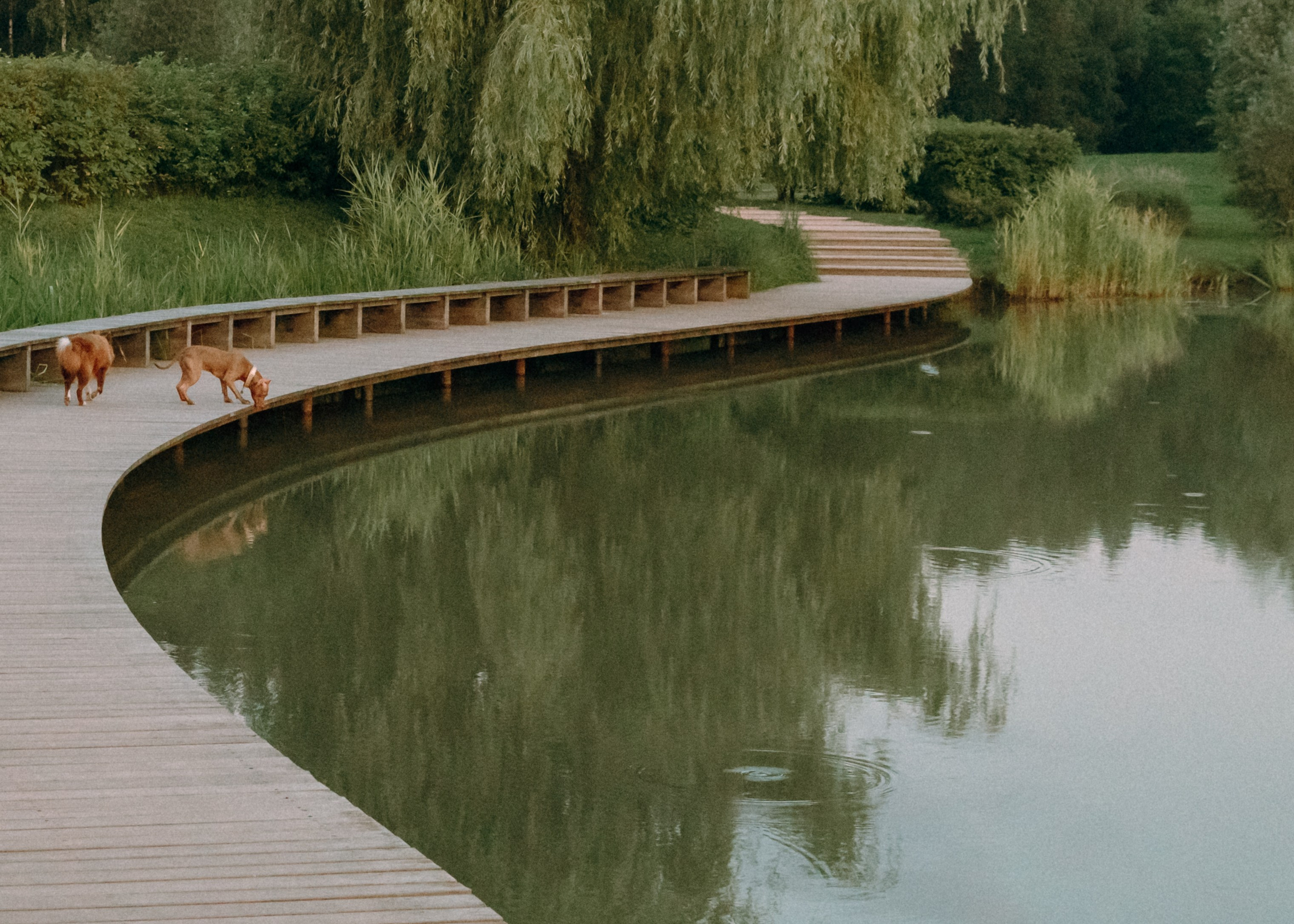 Виолетта, Лила и Питер. Фотограф-анималист Ксения Воробьева, Москва