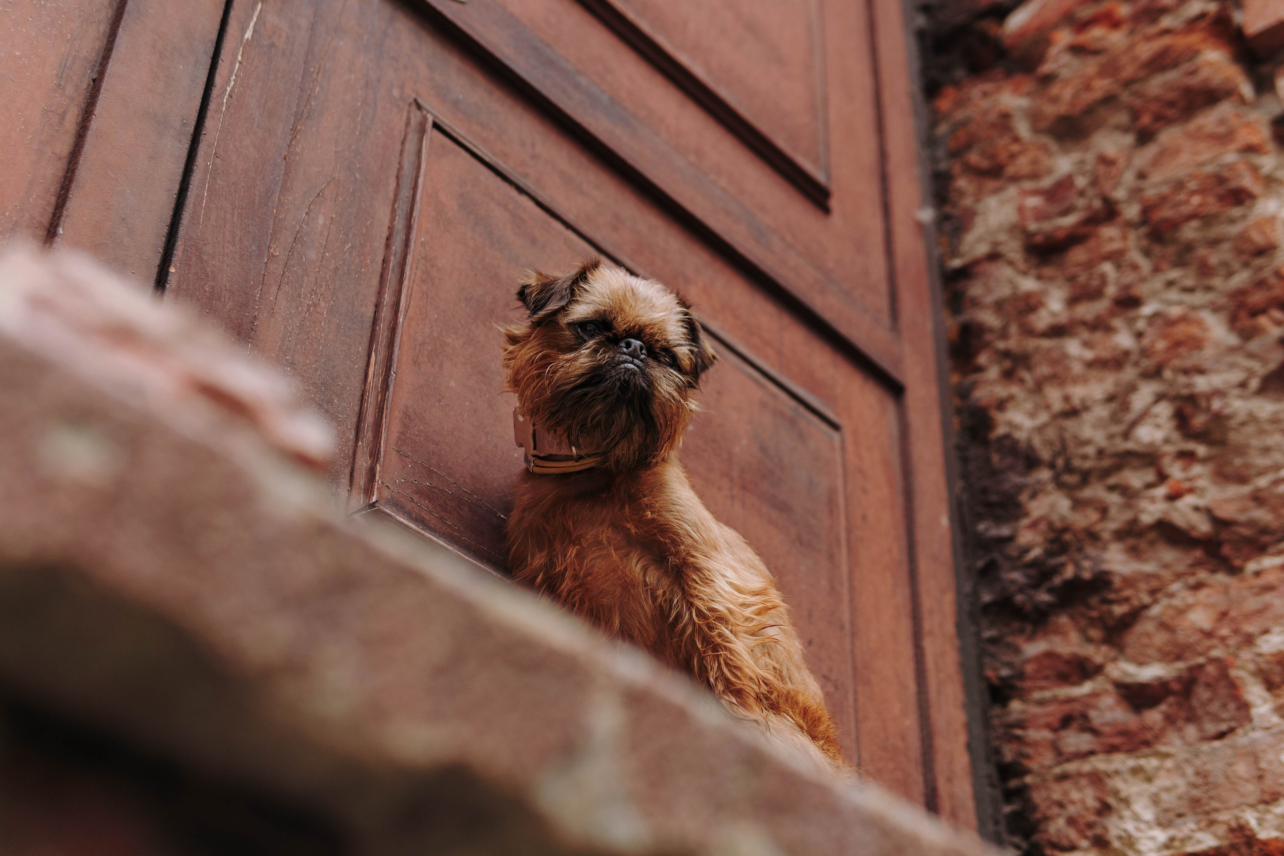 Наташа, Сережа и Хавьер. Фотограф-анималист Ксения Воробьева, Москва