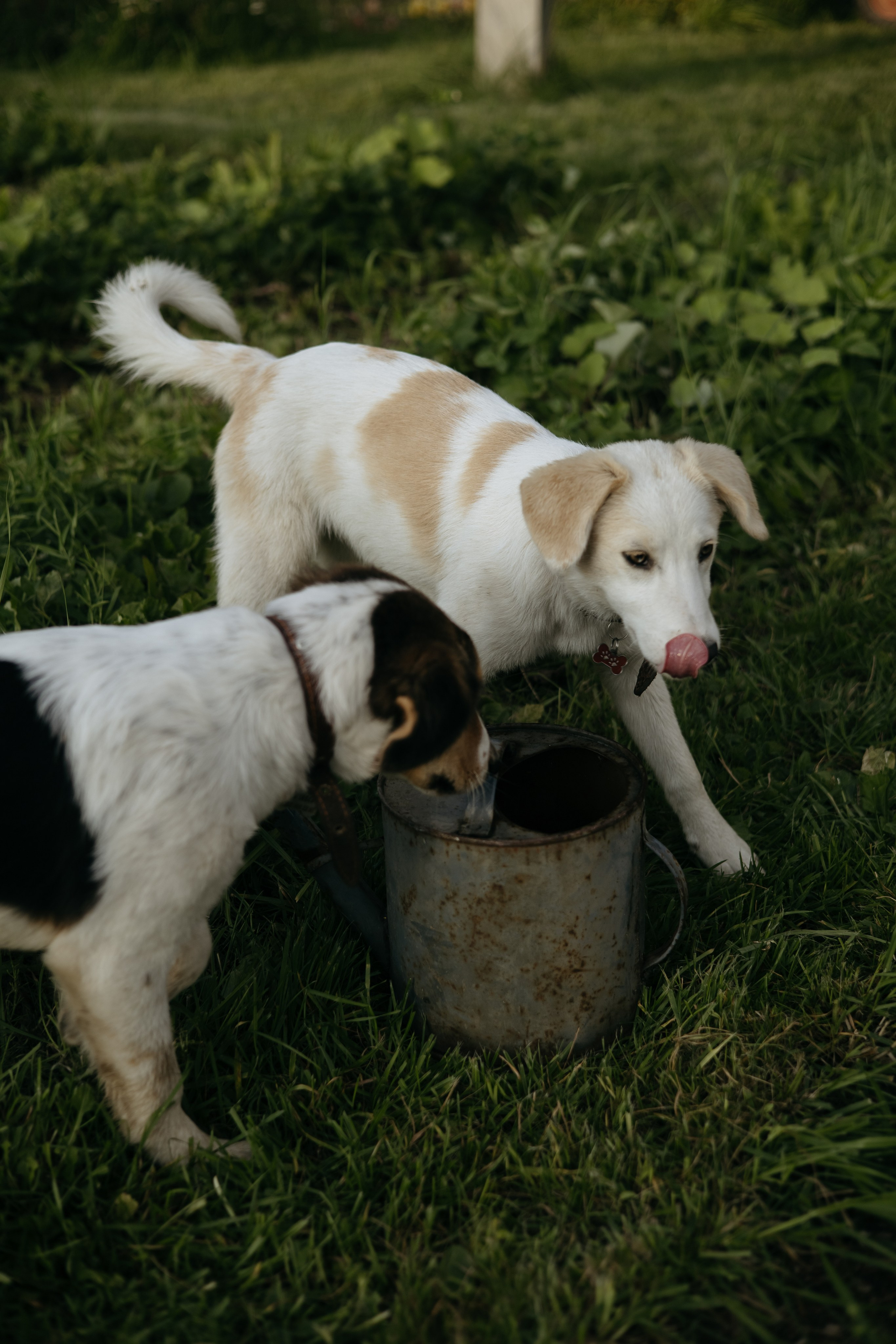 ДИНИЯ. Фотограф Элла Ефимова