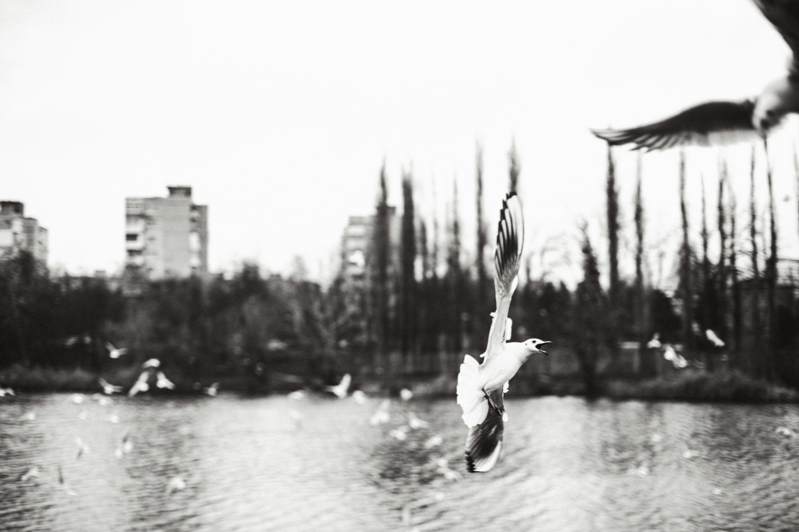 Чайки. Бизнес, мужской фотограф в Краснодаре | Аксёнов Алексей Владимирович