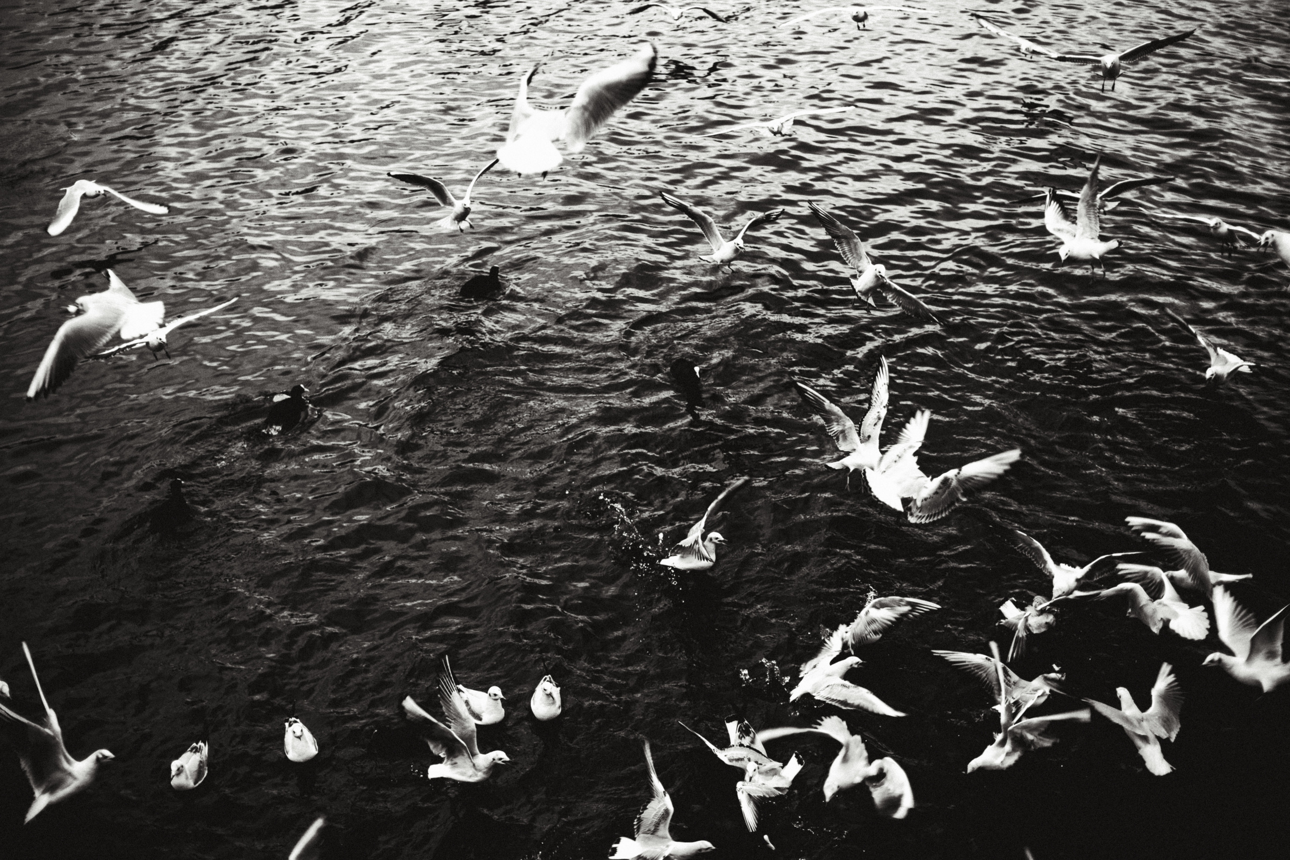 Чайки. Бизнес, мужской фотограф в Краснодаре | Аксёнов Алексей Владимирович