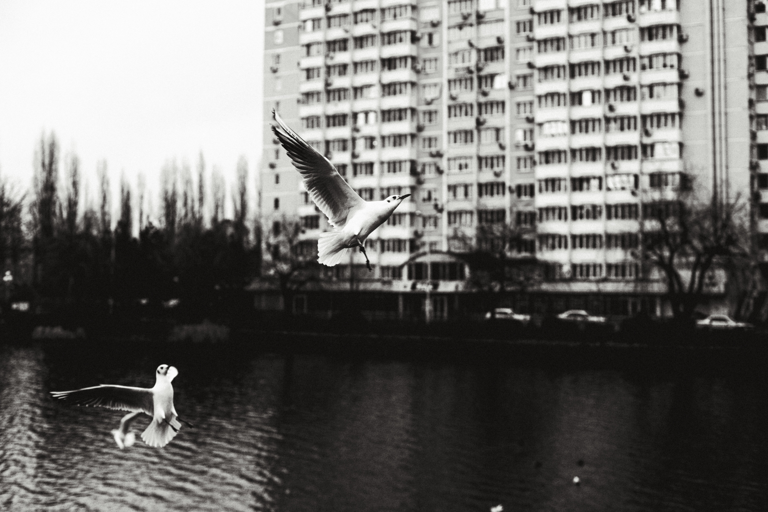 Чайки. Бизнес, мужской фотограф в Краснодаре | Аксёнов Алексей Владимирович