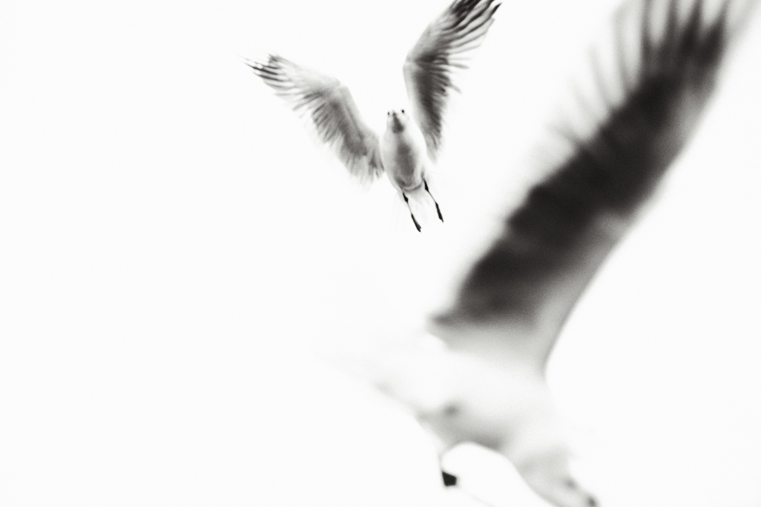 Чайки. Бизнес, мужской фотограф в Краснодаре | Аксёнов Алексей Владимирович