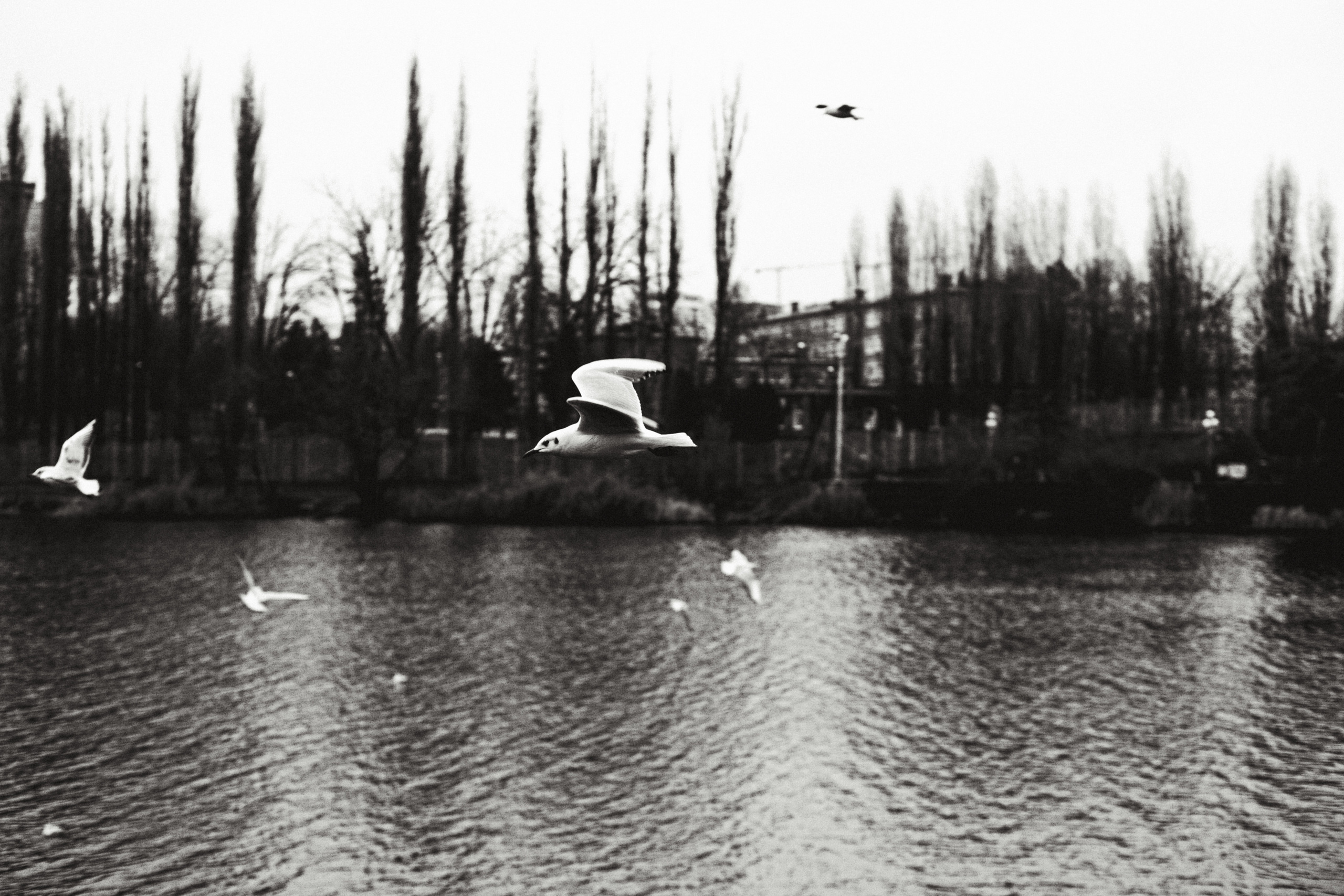 Чайки. Бизнес, мужской фотограф в Краснодаре | Аксёнов Алексей Владимирович