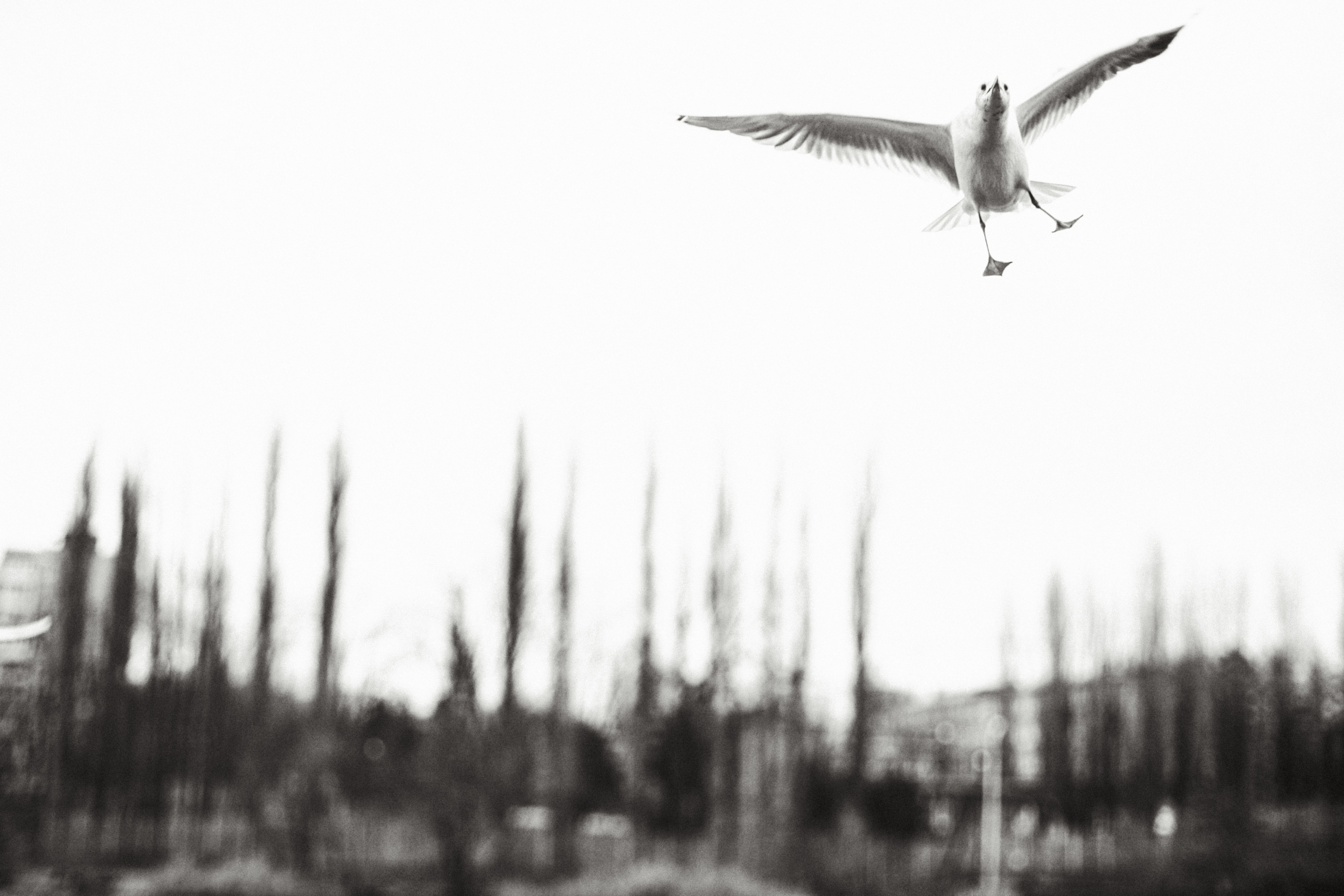 Чайки. Бизнес, мужской фотограф в Краснодаре | Аксёнов Алексей Владимирович