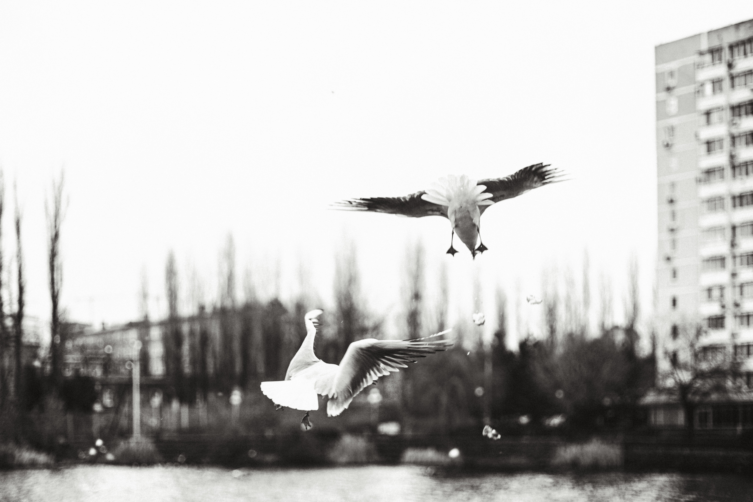 Чайки. Бизнес, мужской фотограф в Краснодаре | Аксёнов Алексей Владимирович