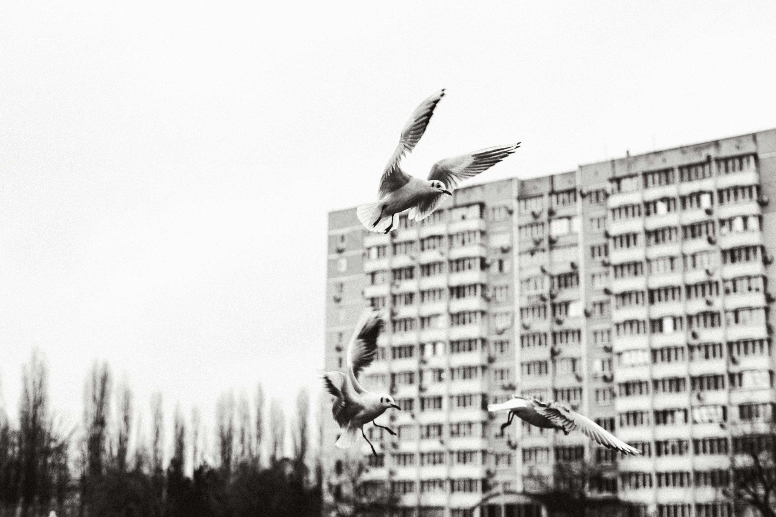 Чайки. Бизнес, мужской фотограф в Краснодаре | Аксёнов Алексей Владимирович