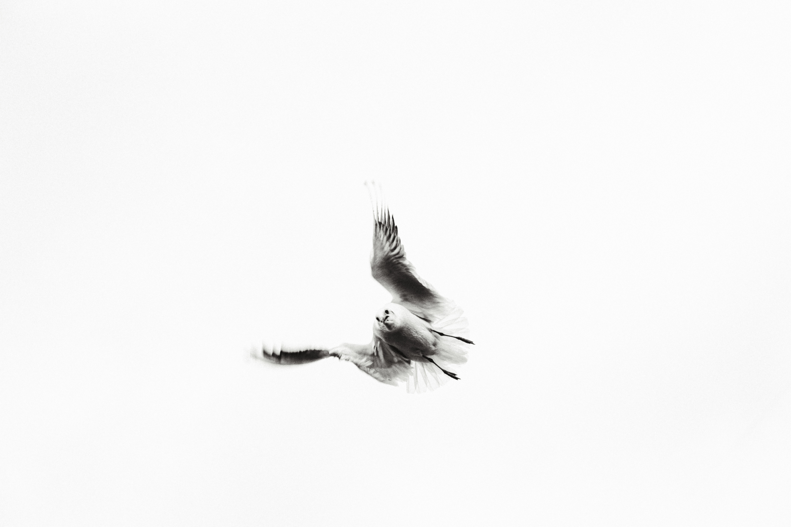 Чайки. Бизнес, мужской фотограф в Краснодаре | Аксёнов Алексей Владимирович