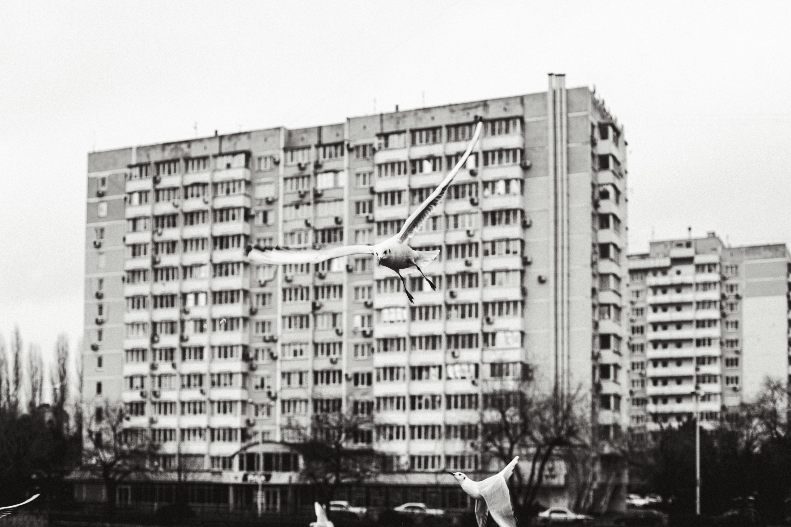 Чайки. Бизнес, мужской фотограф в Краснодаре | Аксёнов Алексей Владимирович