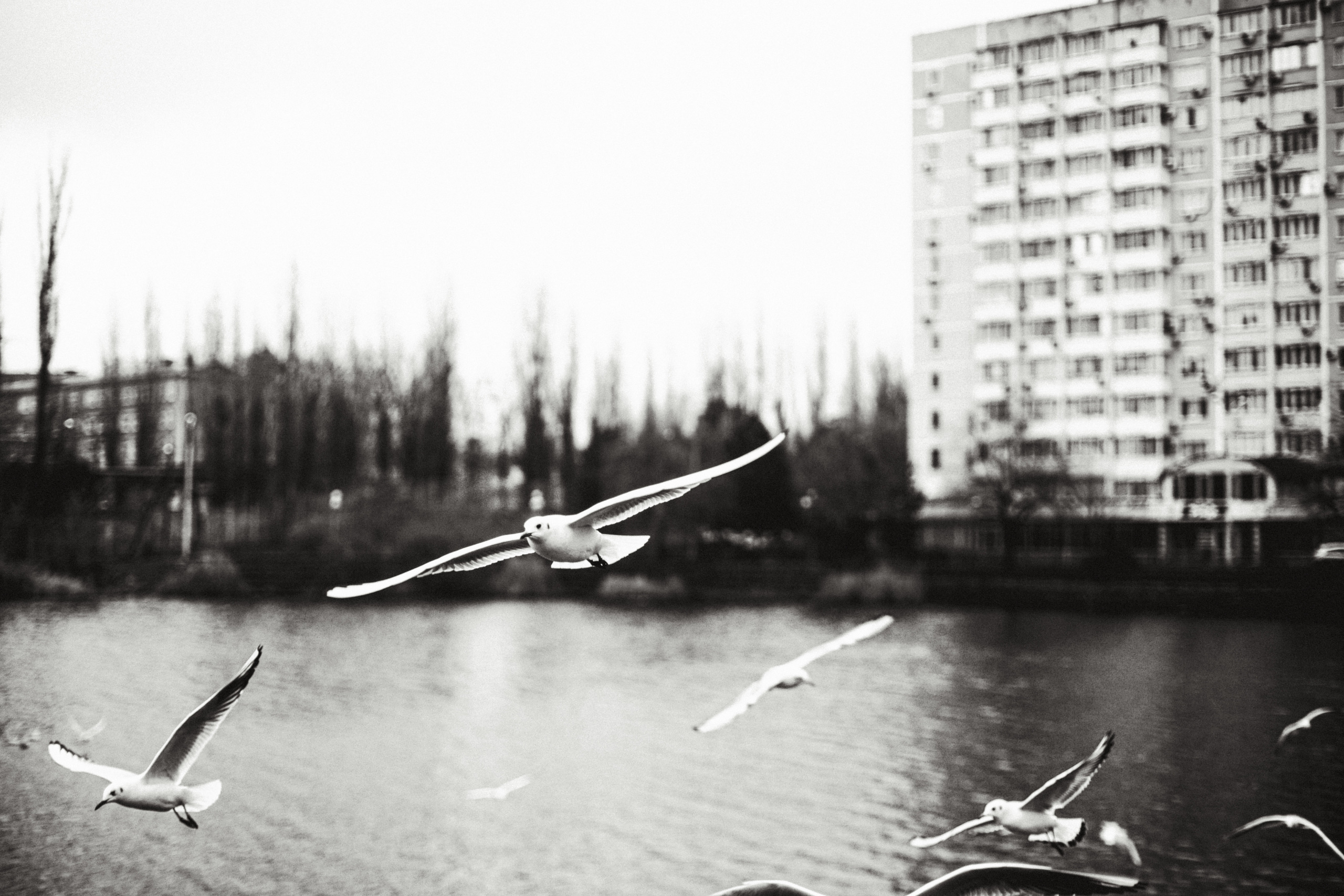 Чайки. Бизнес, мужской фотограф в Краснодаре | Аксёнов Алексей Владимирович