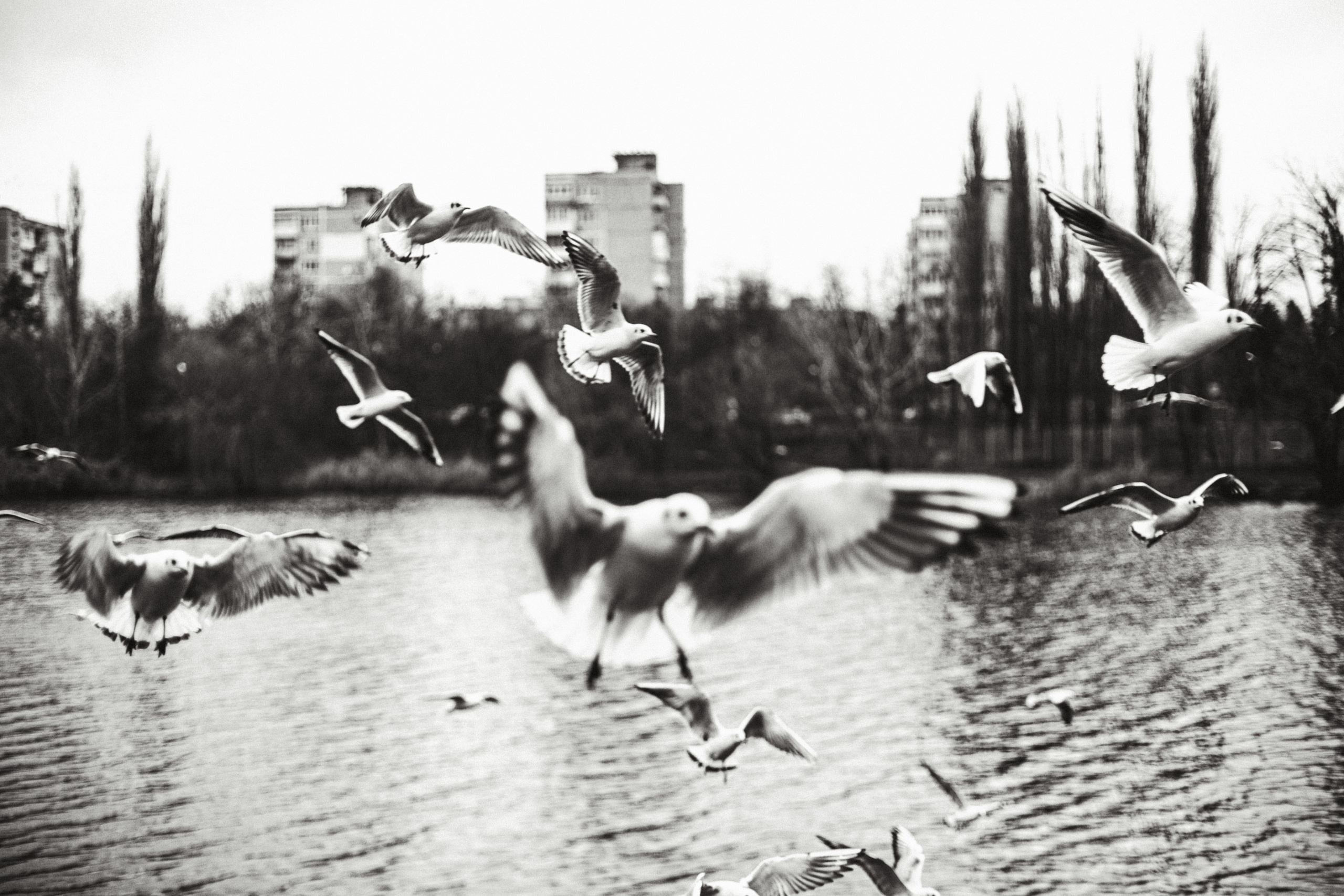 Чайки. Бизнес, мужской фотограф в Краснодаре | Аксёнов Алексей Владимирович