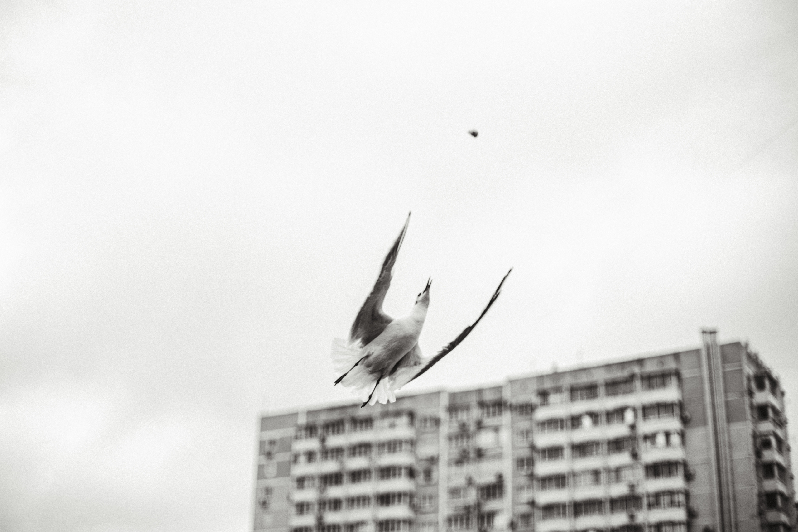 Чайки. Бизнес, мужской фотограф в Краснодаре | Аксёнов Алексей Владимирович