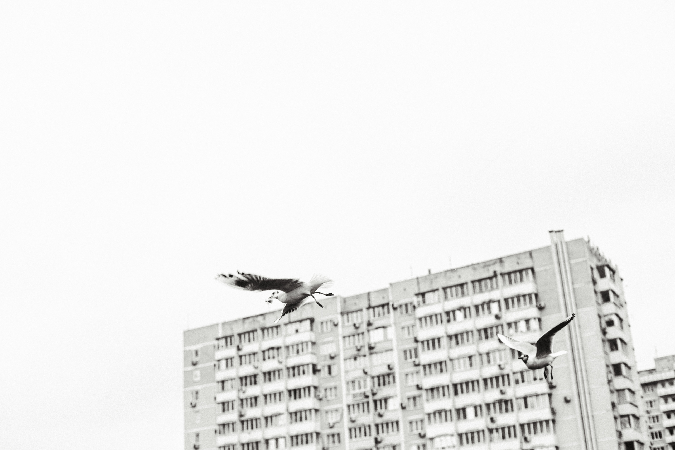 Чайки. Бизнес, мужской фотограф в Краснодаре | Аксёнов Алексей Владимирович