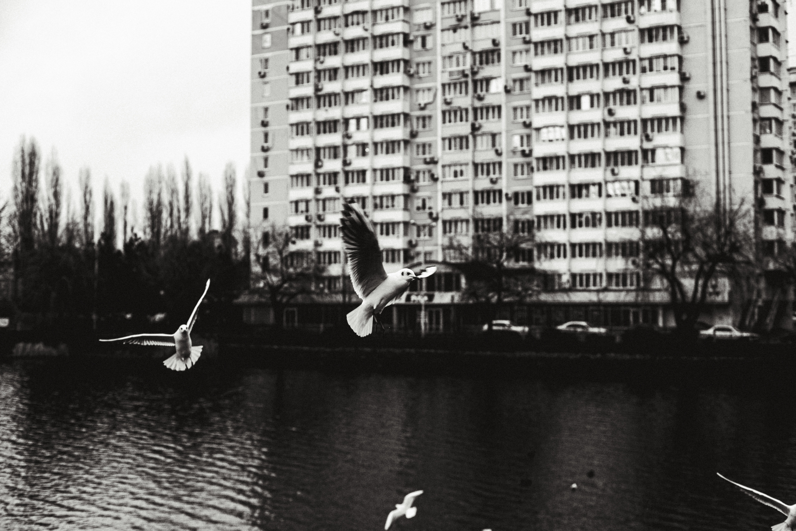 Чайки. Бизнес, мужской фотограф в Краснодаре | Аксёнов Алексей Владимирович
