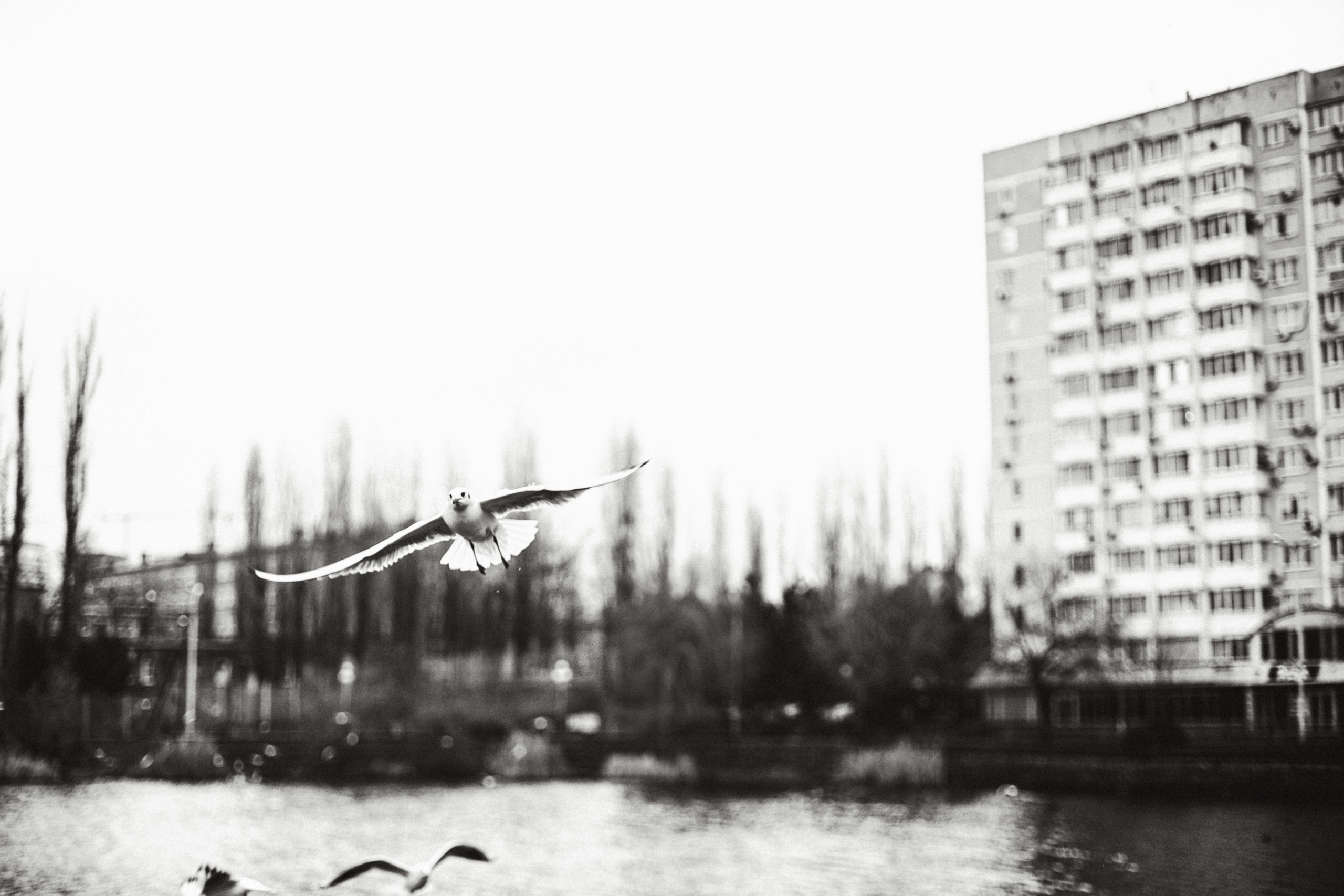 Чайки. Бизнес, мужской фотограф в Краснодаре | Аксёнов Алексей Владимирович