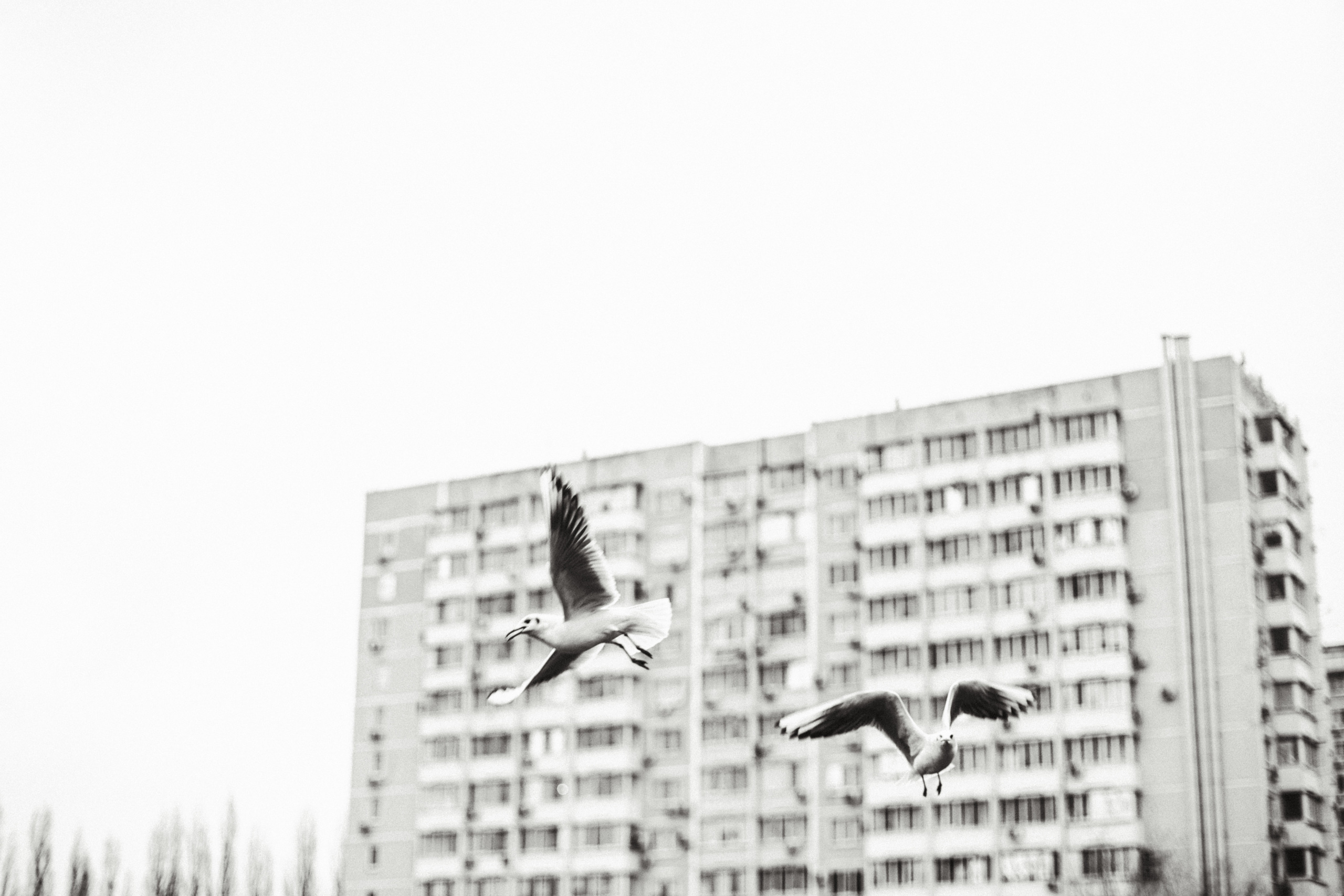 Чайки. Бизнес, мужской фотограф в Краснодаре | Аксёнов Алексей Владимирович