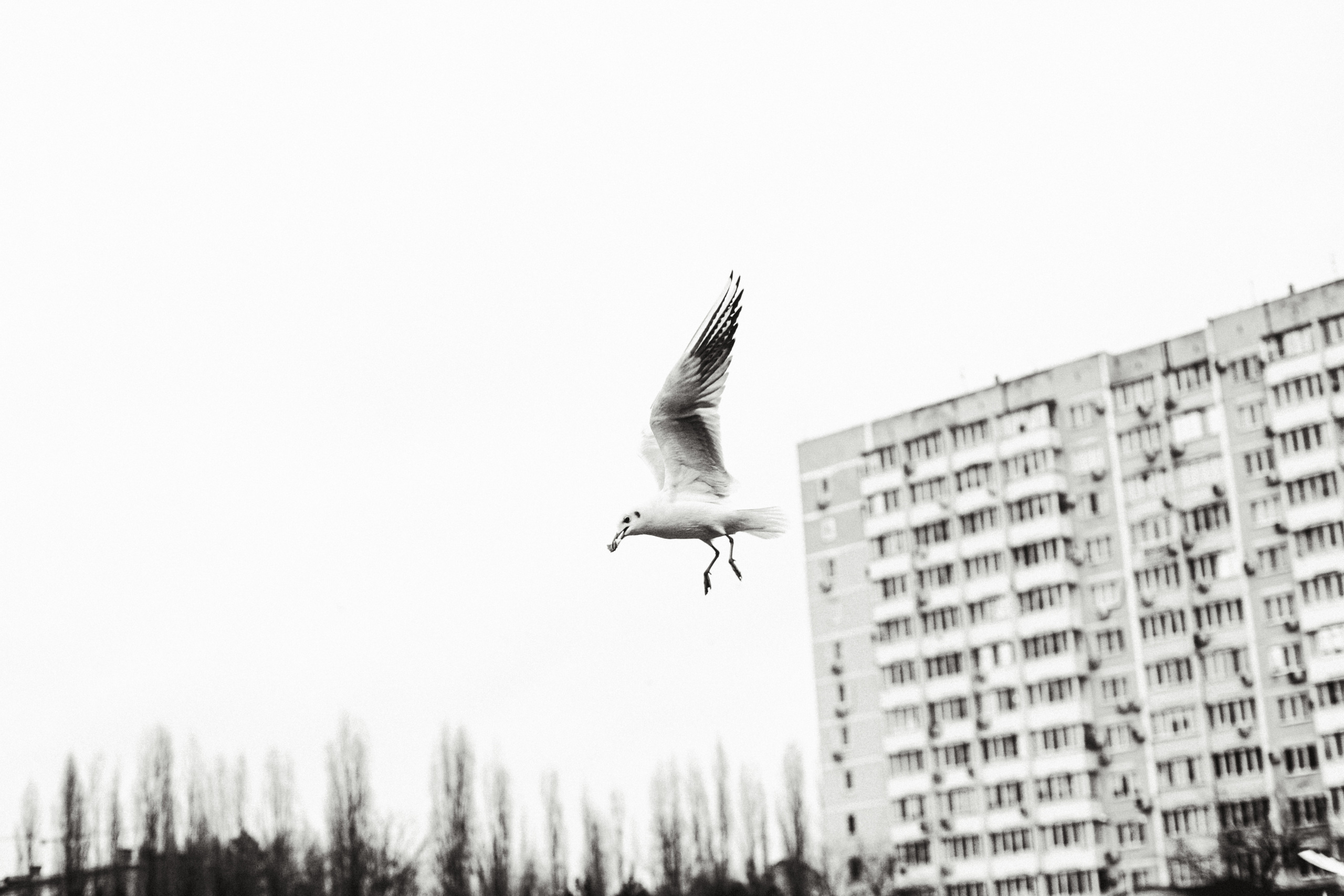 Чайки. Бизнес, мужской фотограф в Краснодаре | Аксёнов Алексей Владимирович