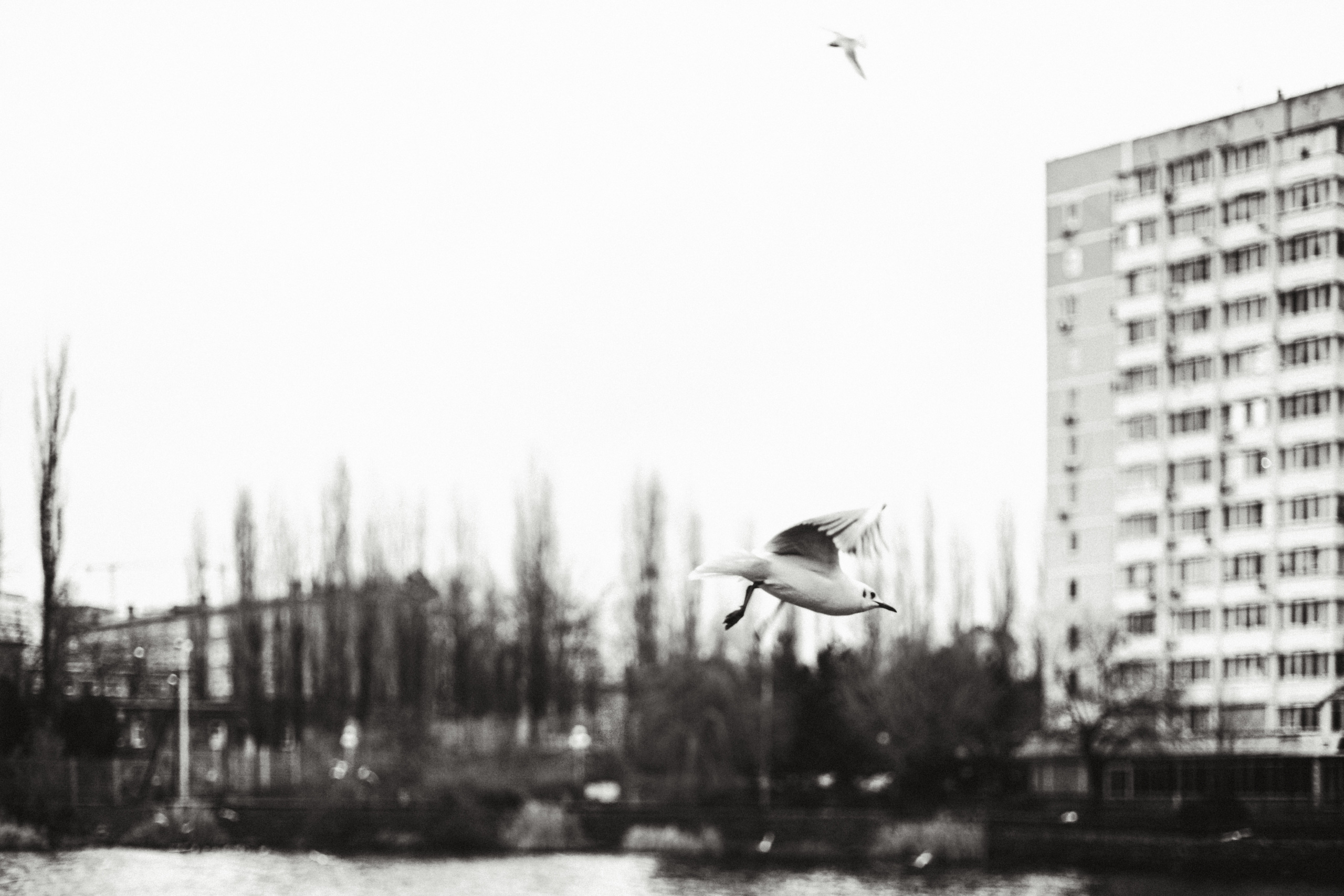 Чайки. Бизнес, мужской фотограф в Краснодаре | Аксёнов Алексей Владимирович