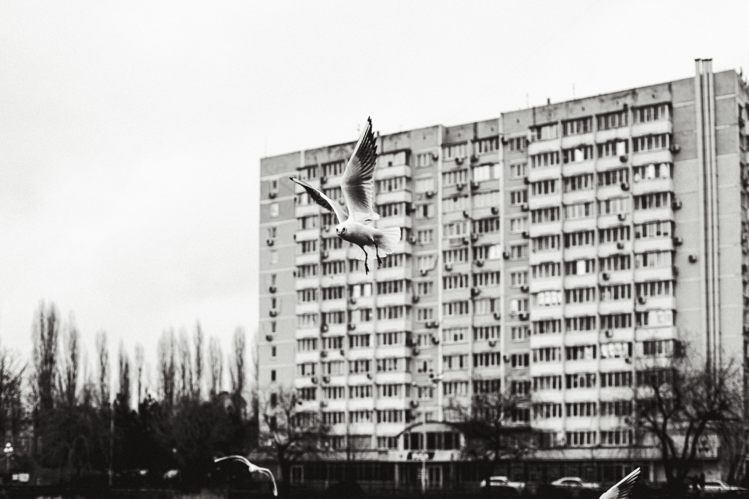 Чайки. Бизнес, мужской фотограф в Краснодаре | Аксёнов Алексей Владимирович